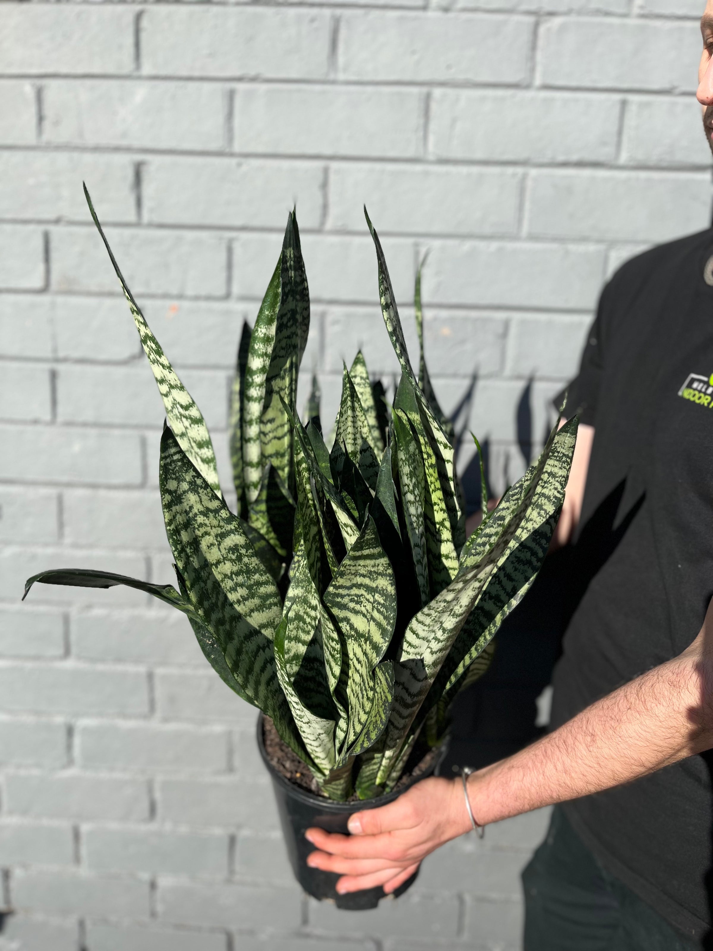 Snake Plant Robusta Melbourne | Melbourne Indoor Plants