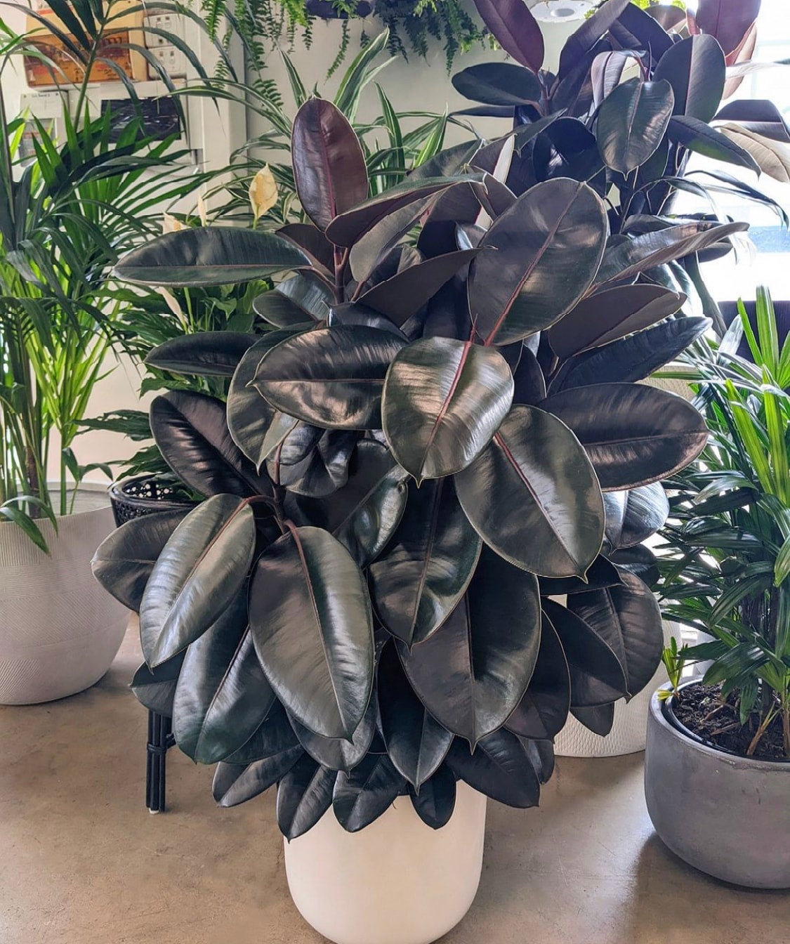 Rubber Plant 'Burgundy' | Melbourne Indoor Plants