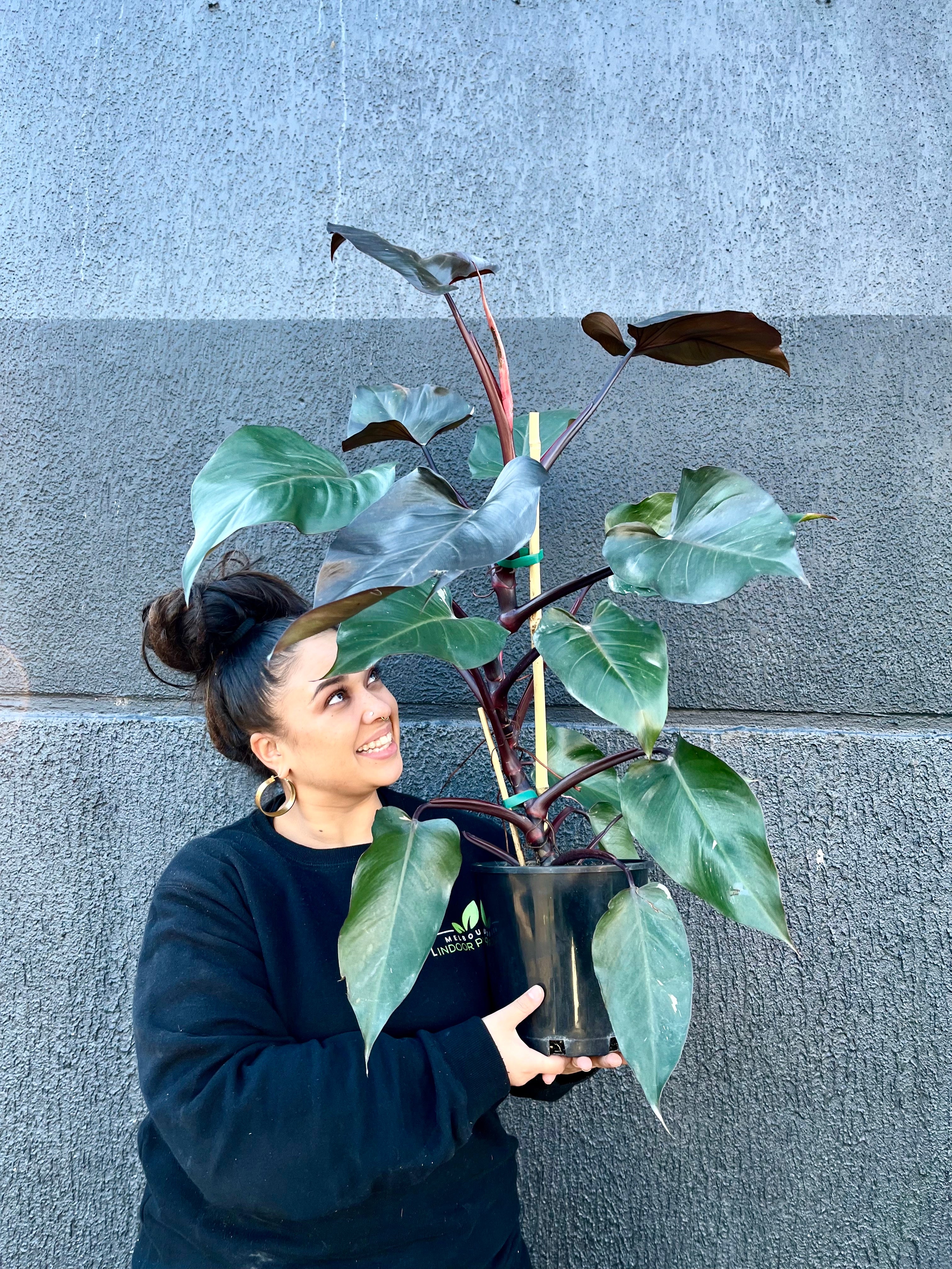 pothos marble queen Pothos 'Marble Queen'  Magic Valley Gardens
