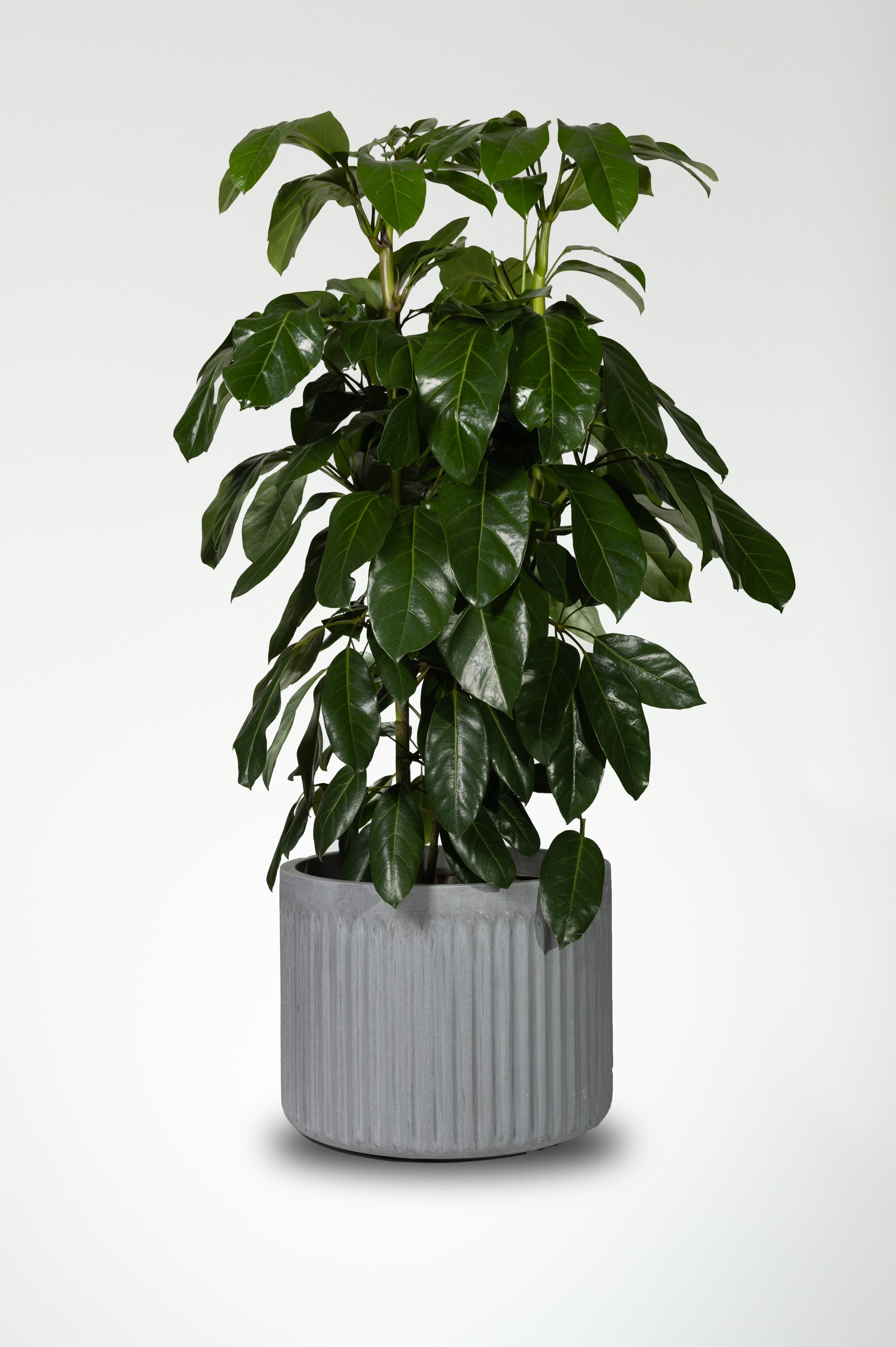 self watering indoor plant Wavyleaf Self Watering Planter | Water Once and Forget It For a Month main image 0