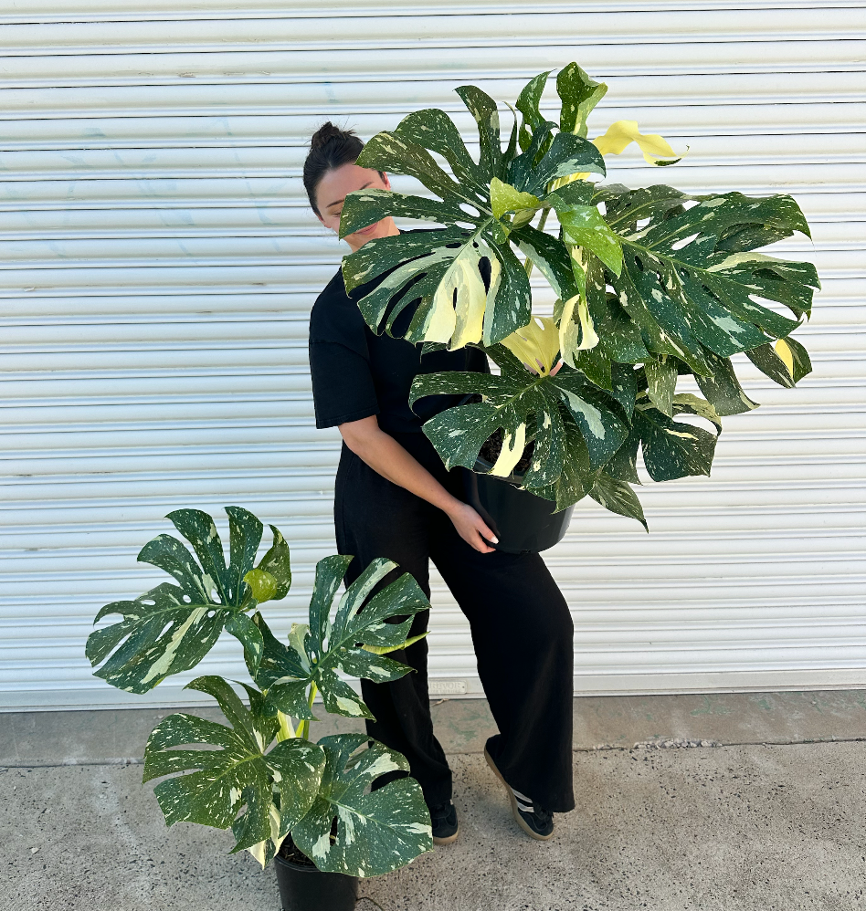Monstera Thai Constellation SPECIAL! | Melbourne Indoor Plants