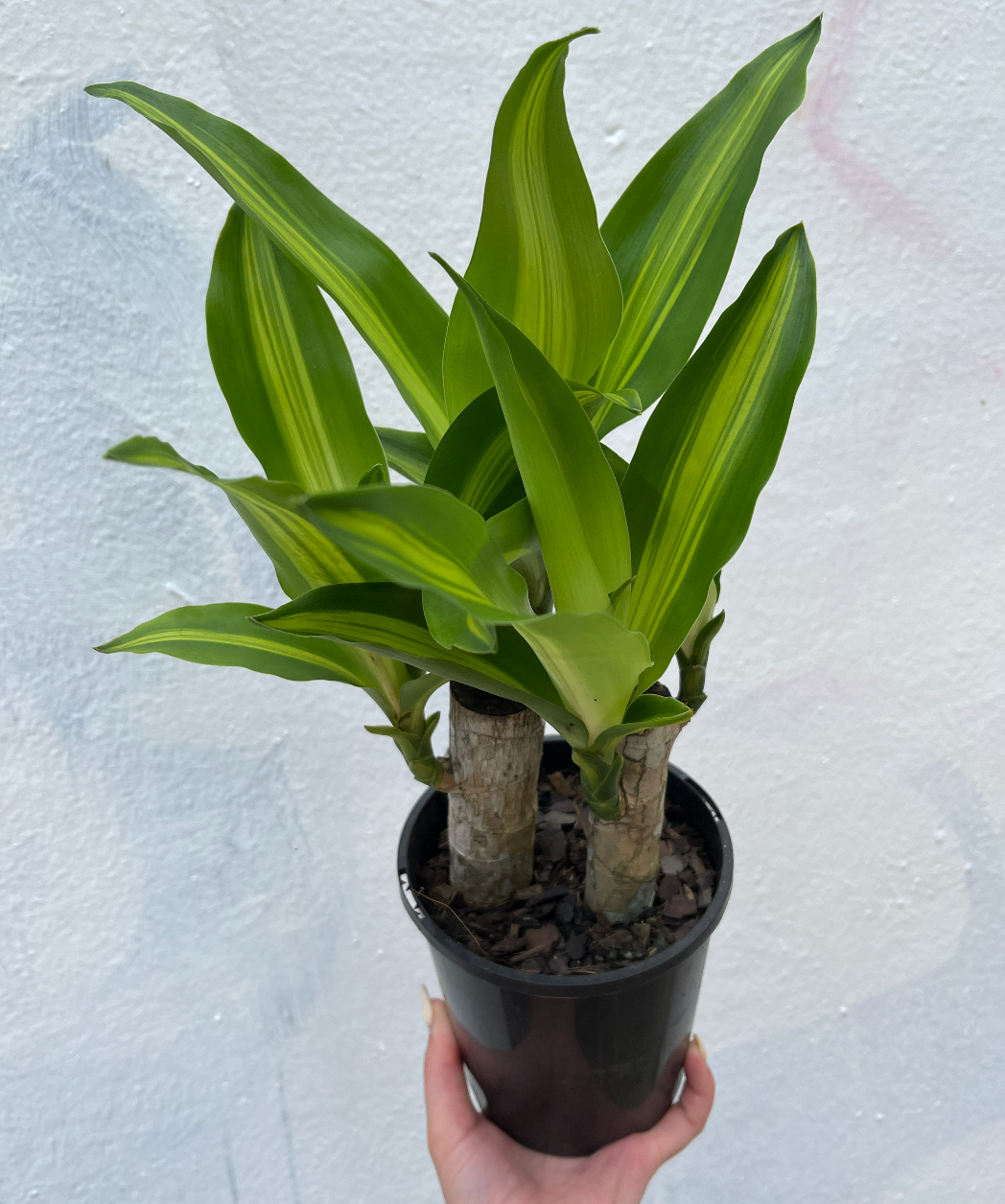 mister plants Continuous Water mistr main image 1