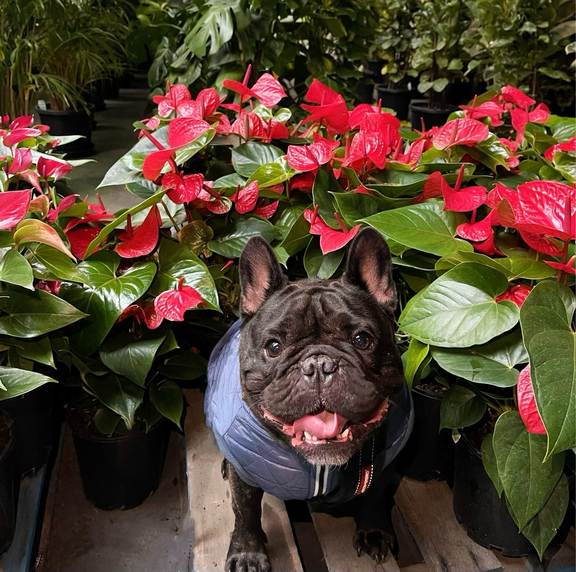Anthurium Harmony Red | Melbourne Indoor Plants