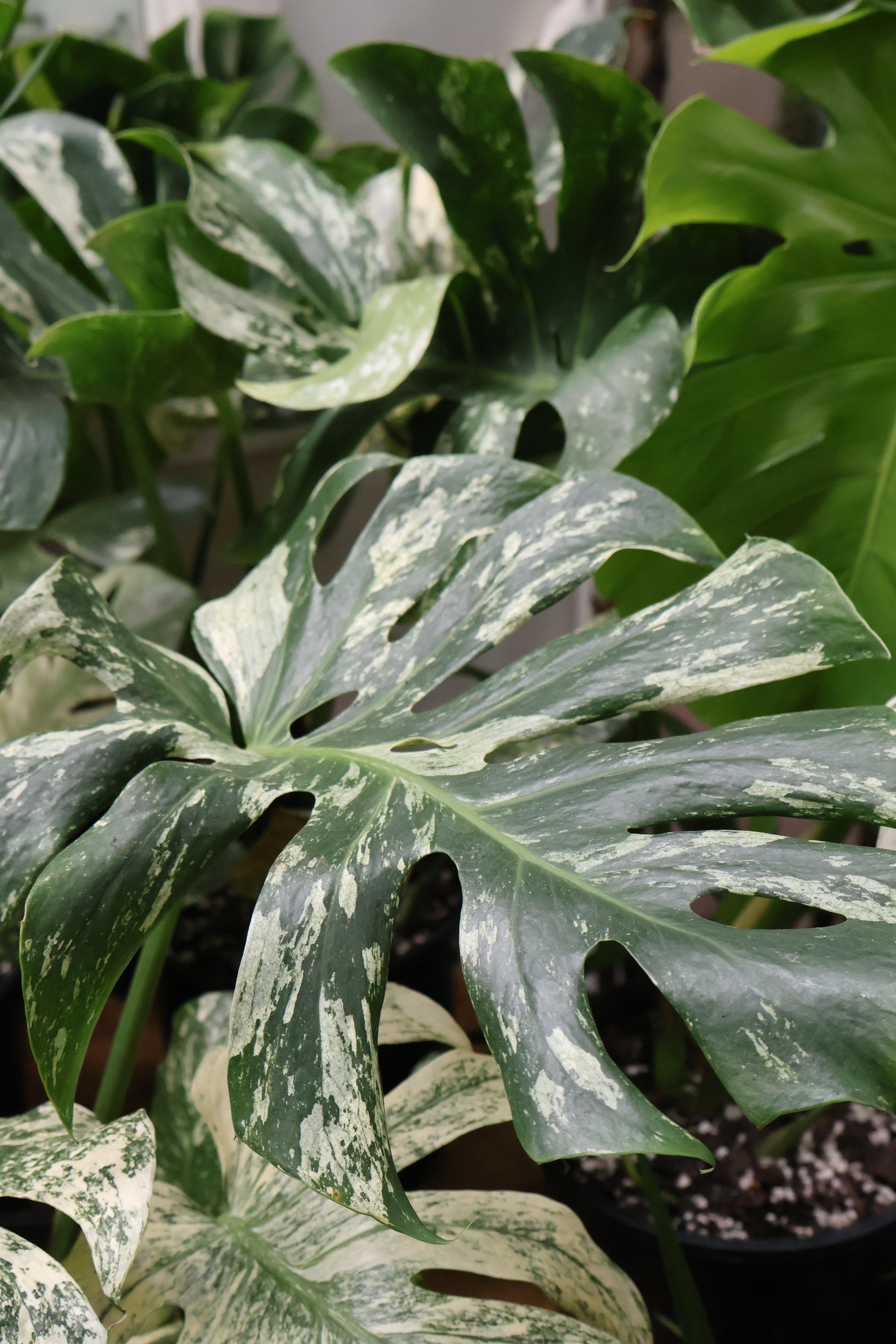 Mint Monstera | Melbourne Indoor Plants