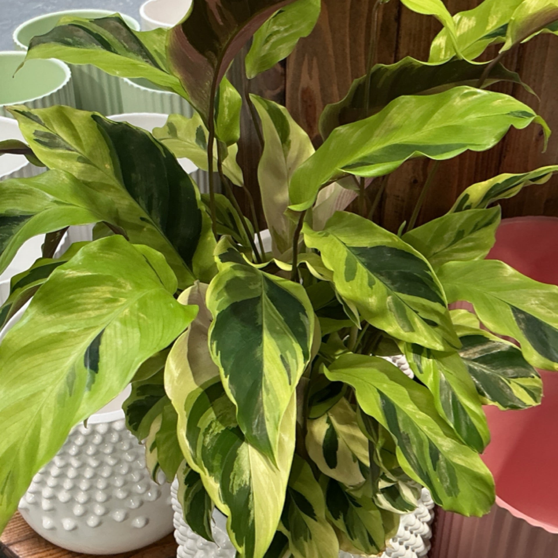 Calathea Orbifolia | Melbourne Indoor Plants