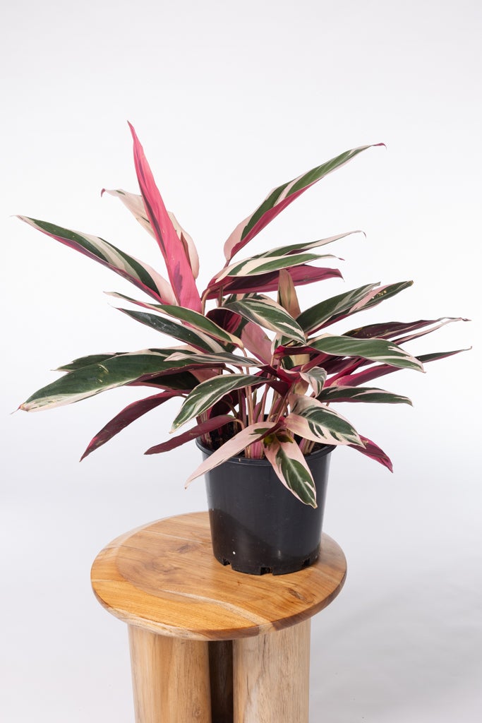 Stromanthe Tricolour | Melbourne Indoor Plants