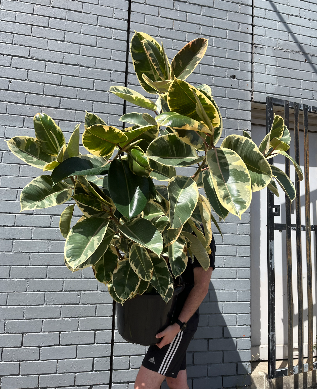 Rubber Plant 'Tineke' | Melbourne Indoor Plants