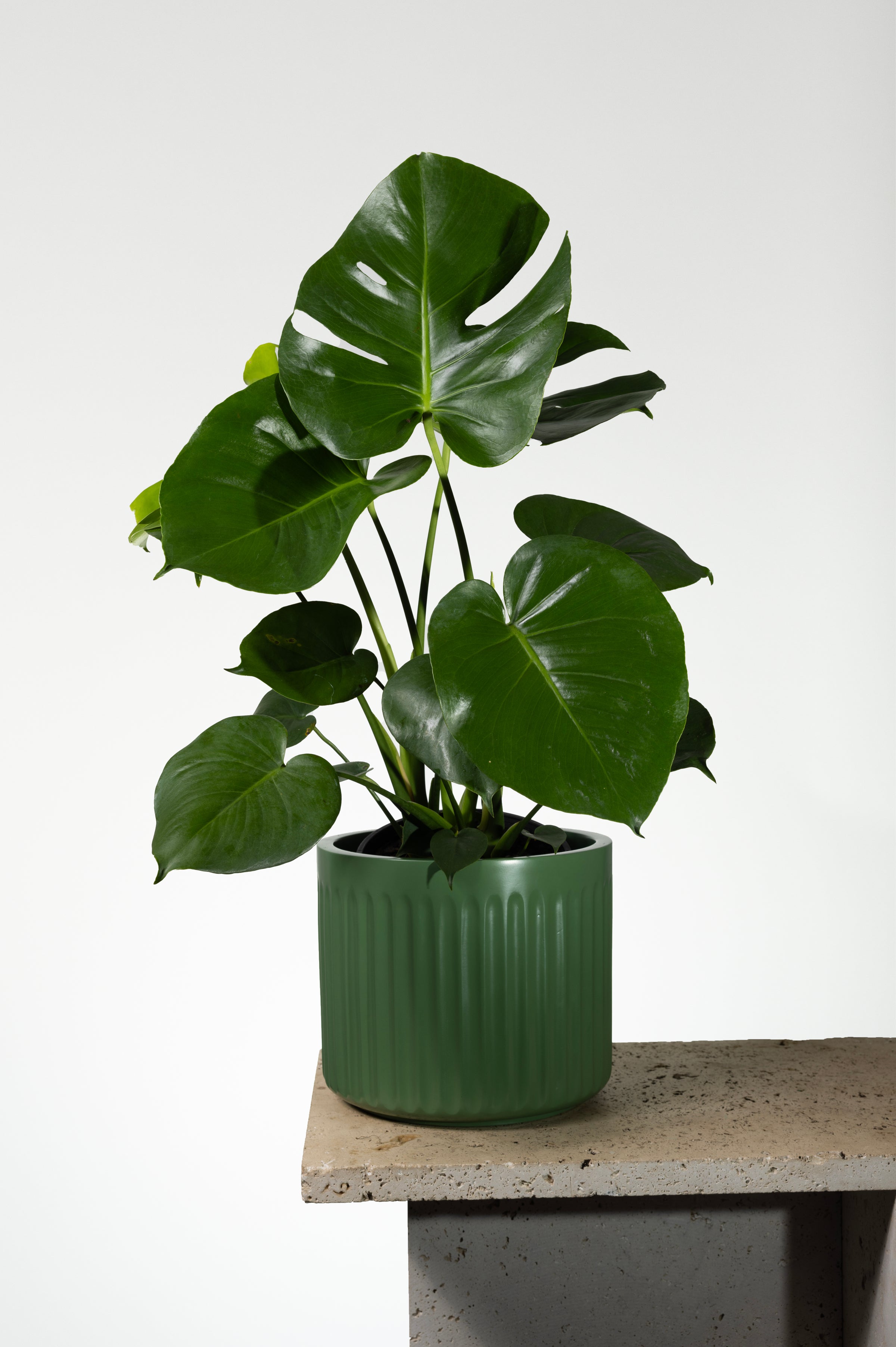 Monstera Deliciosa | Melbourne Indoor Plants