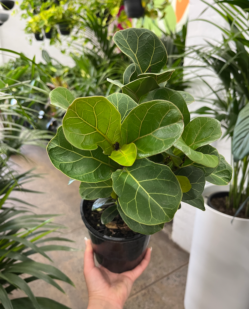 Fiddle Leaf Fig Plant Melbourne | Melbourne Indoor Plants