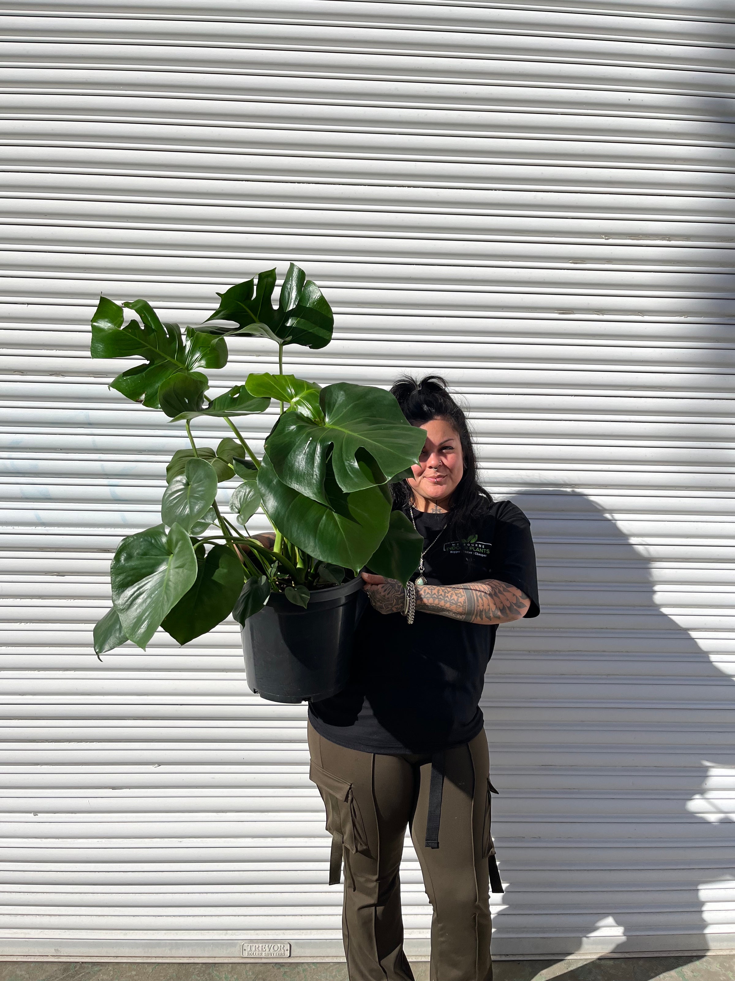 Monstera Deliciosa | Melbourne Indoor Plants