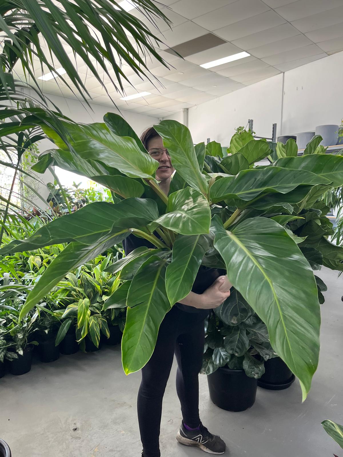 philodendron alternans Philodendron atabapoense 6