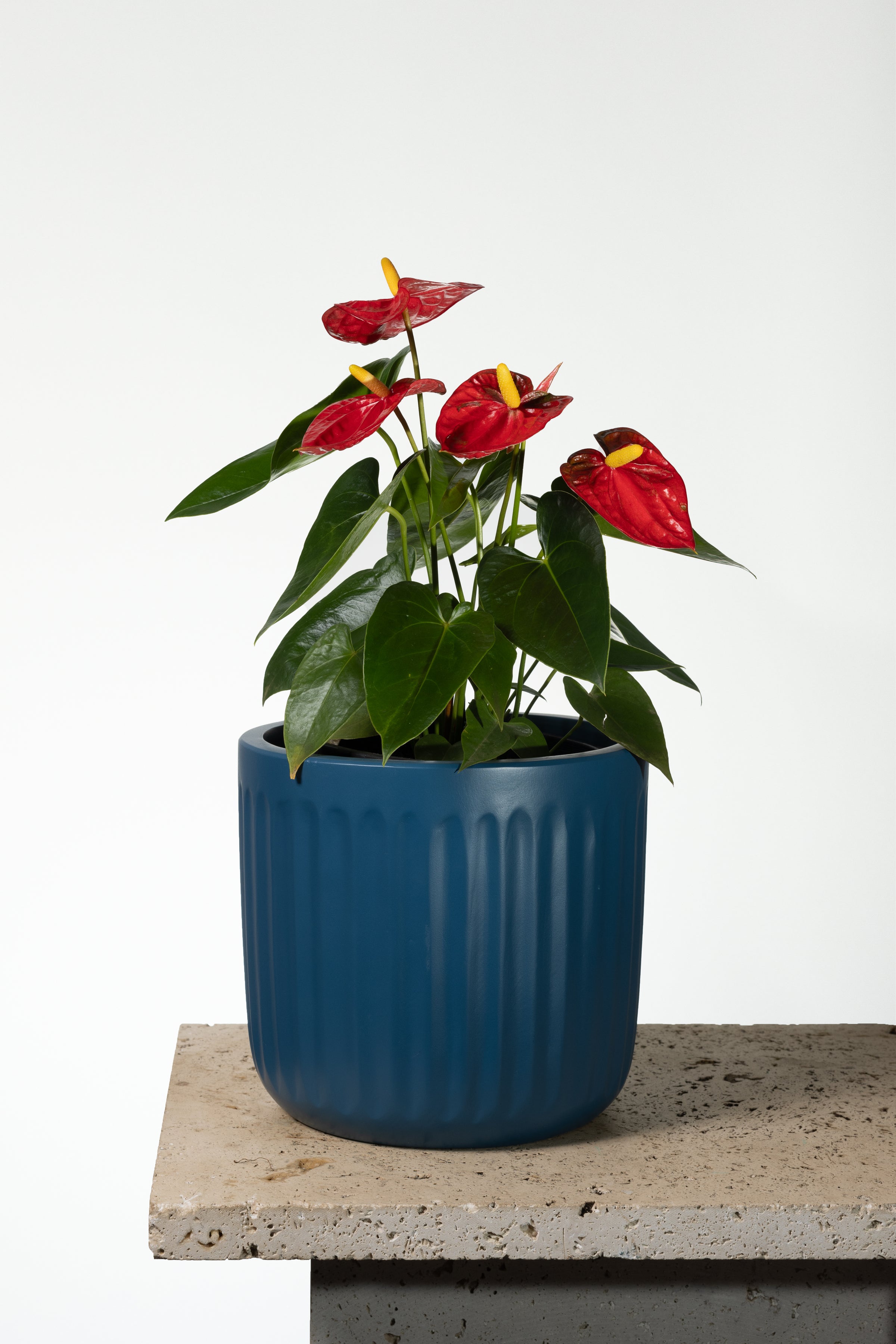 Anthurium Harmony Red | Melbourne Indoor Plants