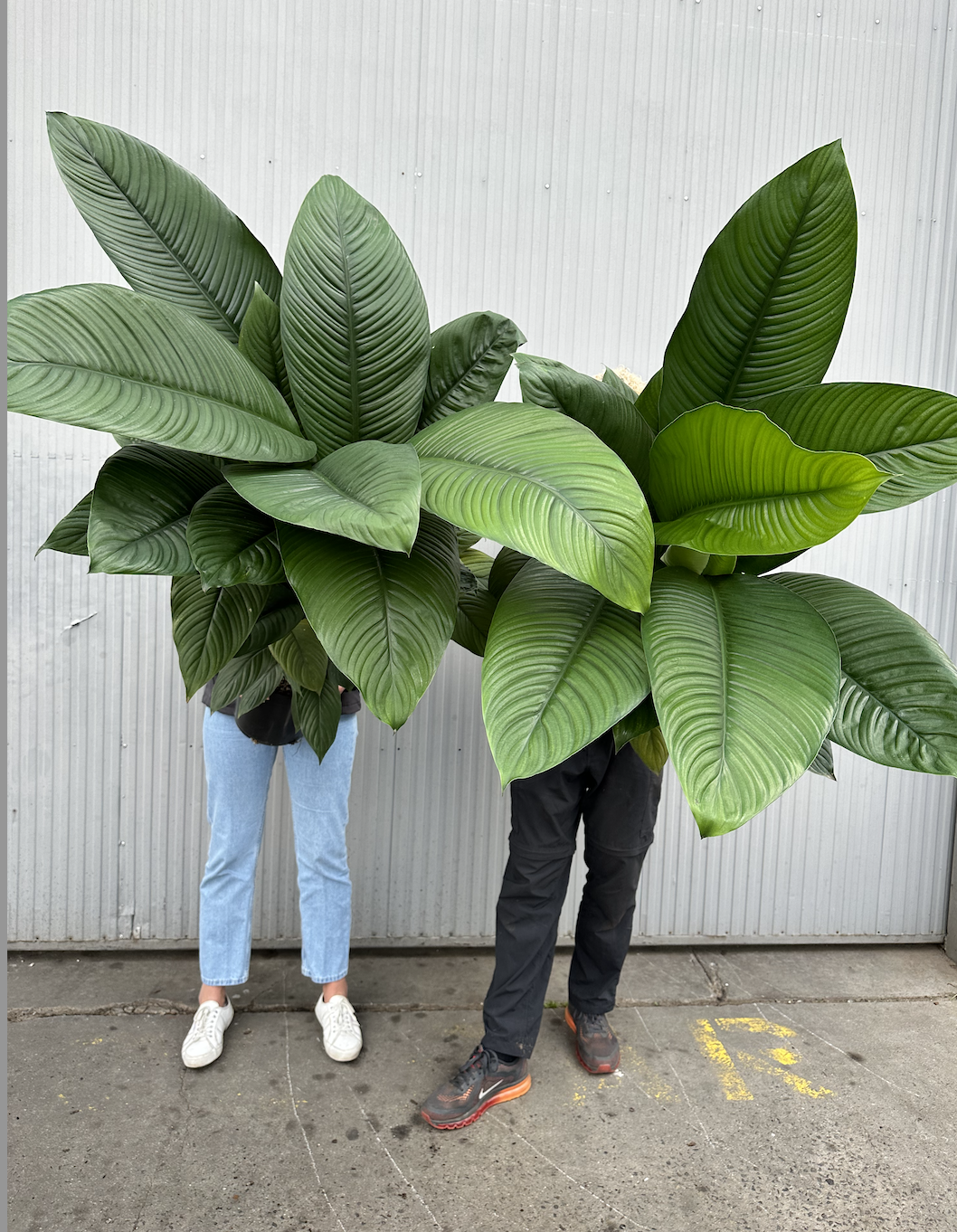 Spathiphyllum Sensation Peace Lily Melbourne | Melbourne Indoor Plants