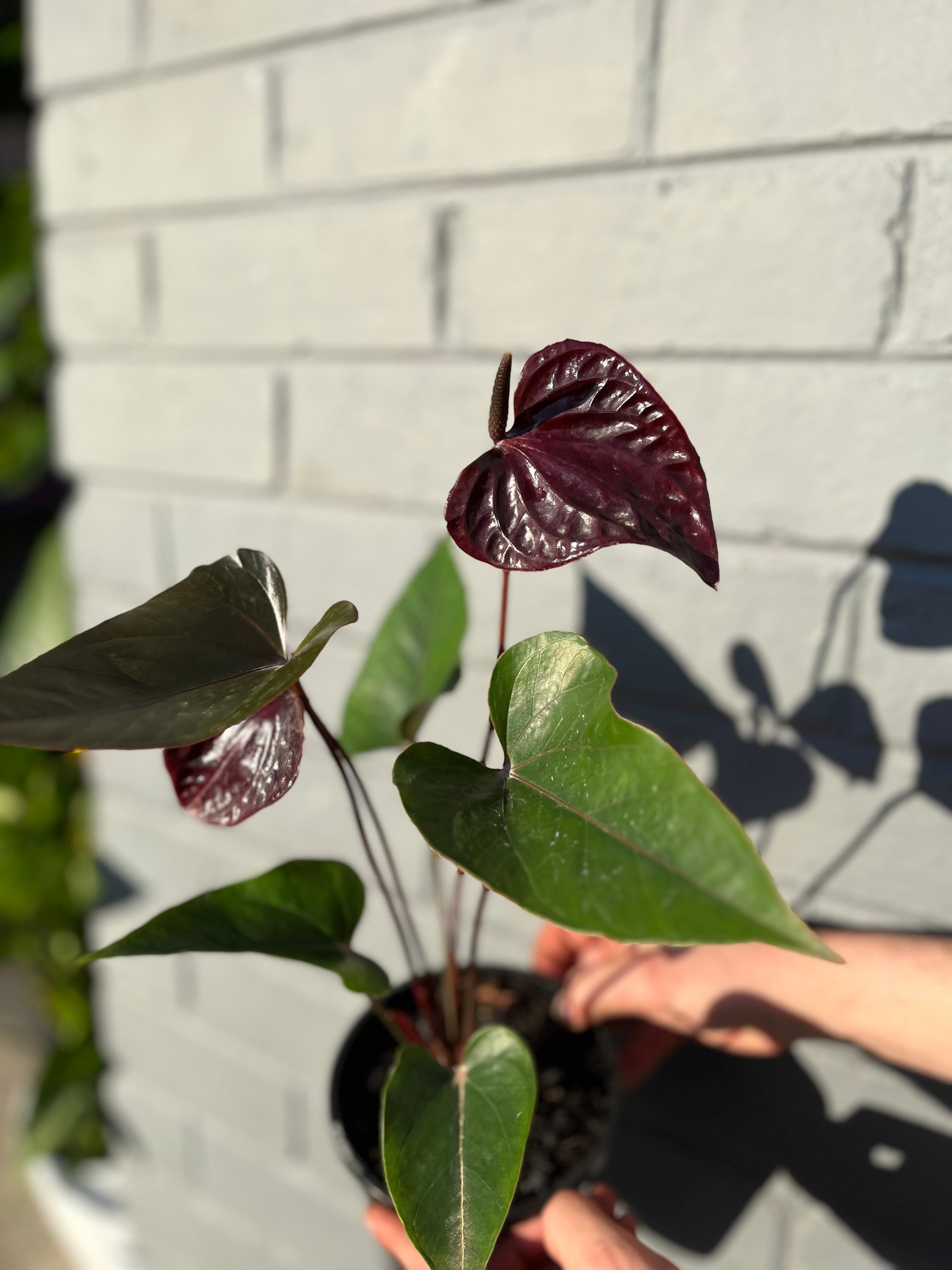 Anthurium 'Black Love' | Melbourne Indoor Plants