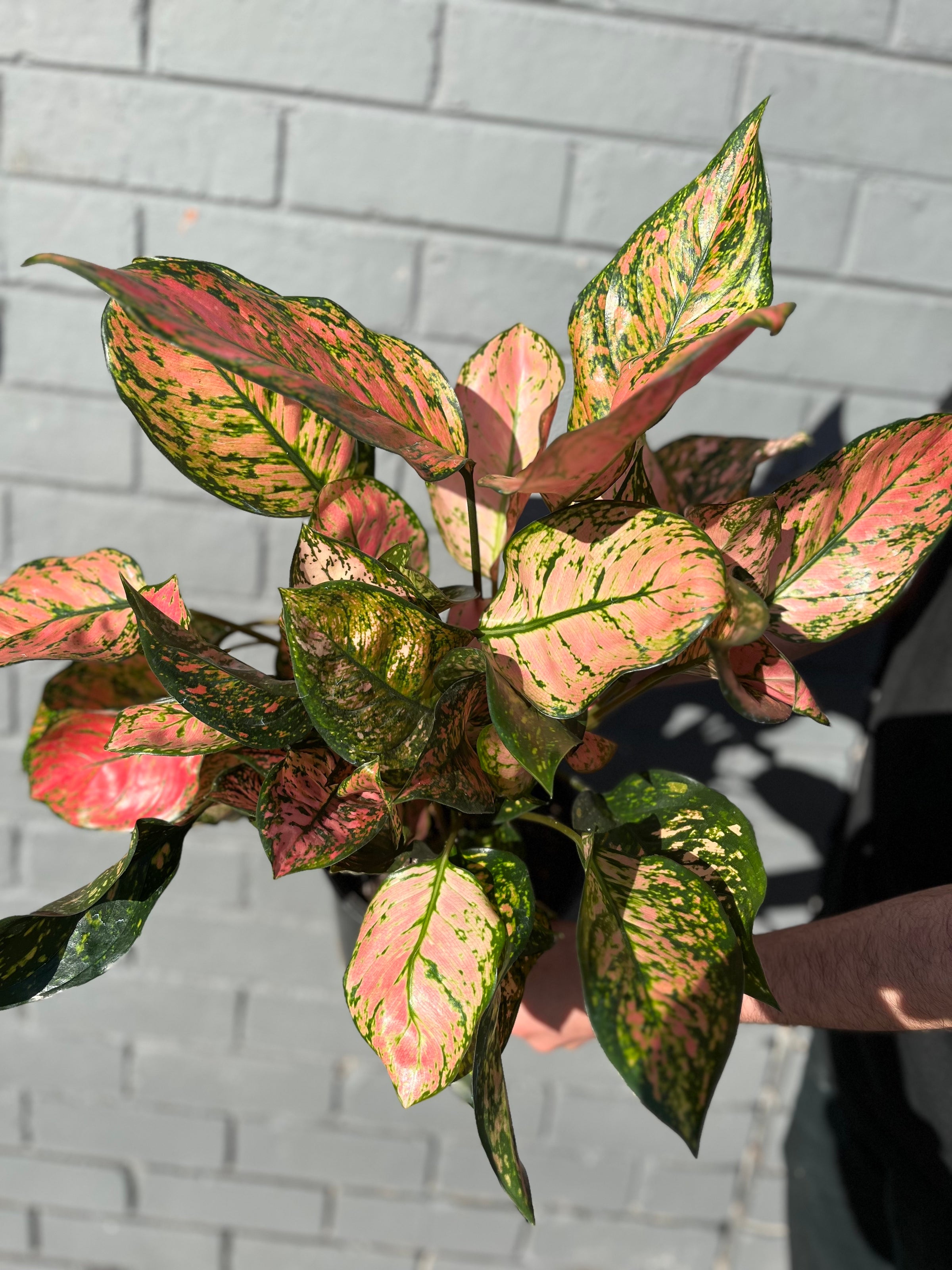 big ben dieffenbachia 3-5 FT Dieffenbachia 'Camouflage' – Dahing Plants