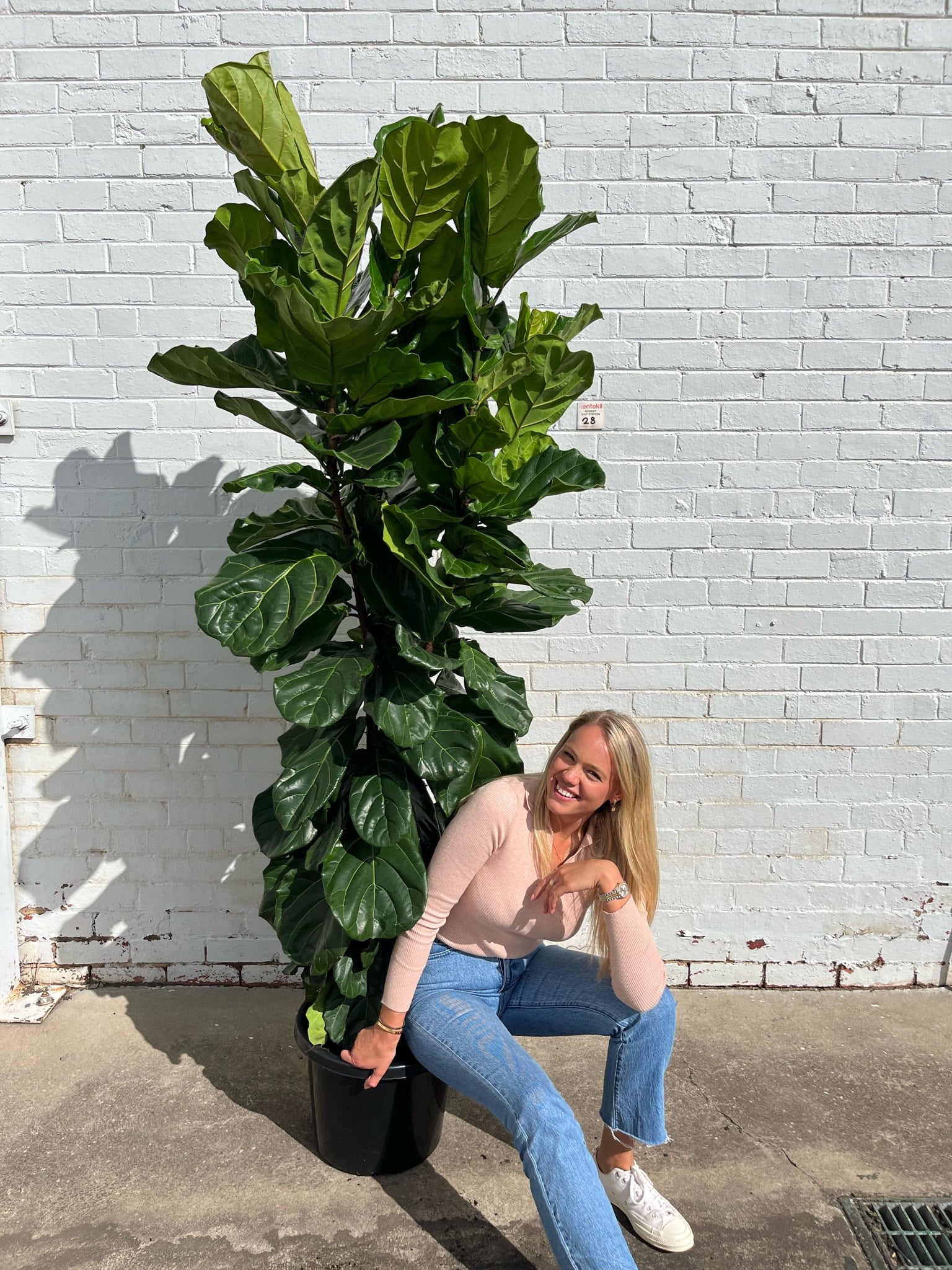 live monstera plant Monstera Deliciosa, 6" Pot