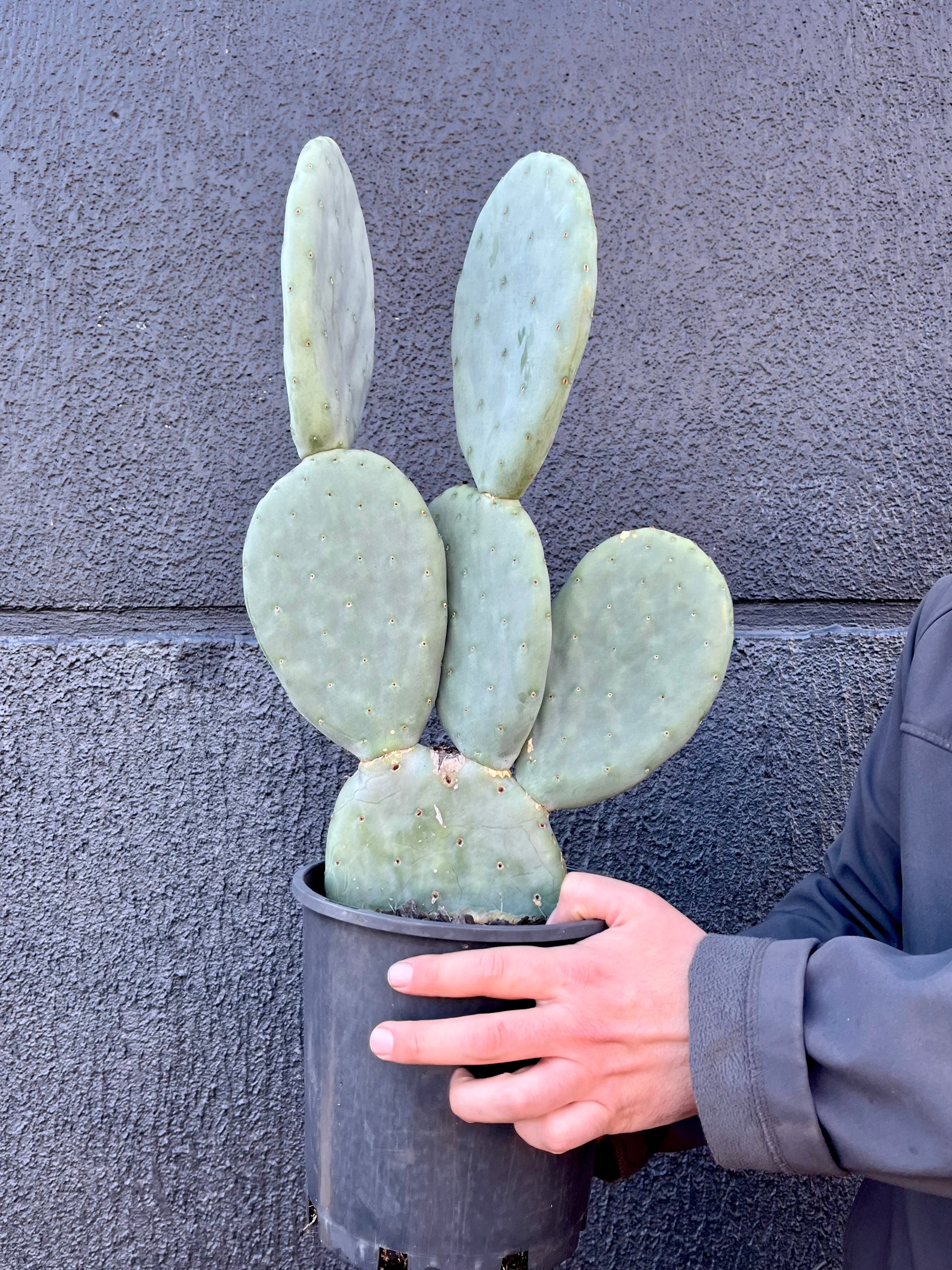 Opuntia Burbank- Bunny Ear Cactus | Melbourne Indoor Plants