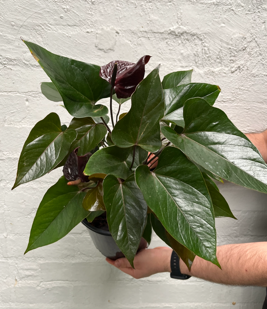Anthurium 'Black Love' | Melbourne Indoor Plants