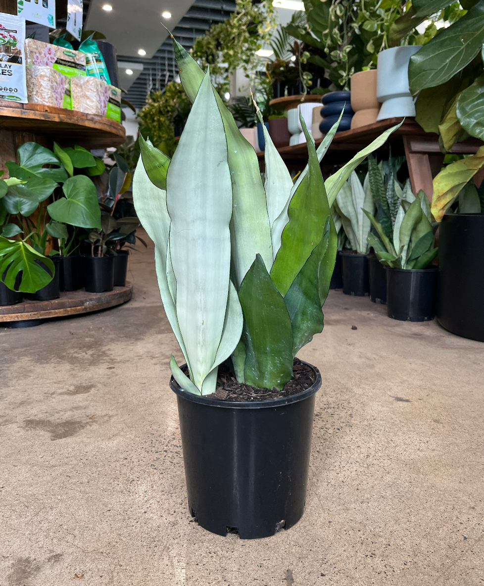 Snake Plant Moonshine Silver | Melbourne Indoor Plants