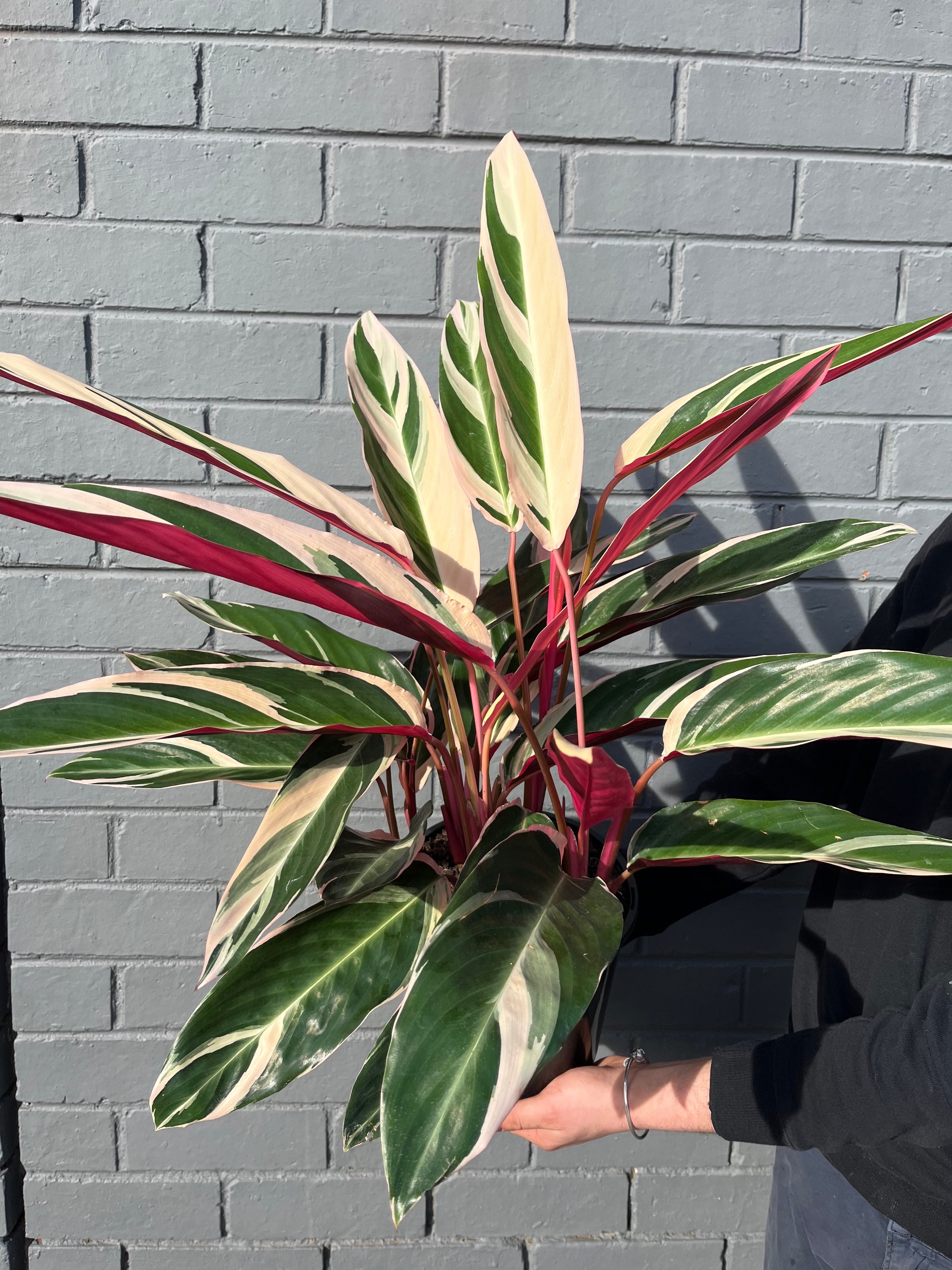 Stromanthe Tricolour | Melbourne Indoor Plants