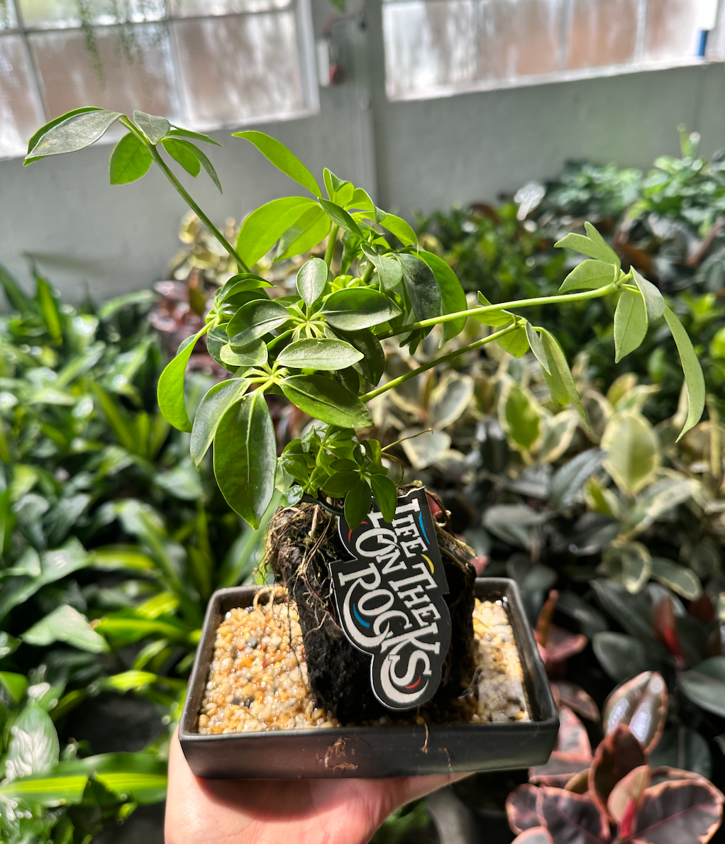 Life on the Rocks | Melbourne Indoor Plants