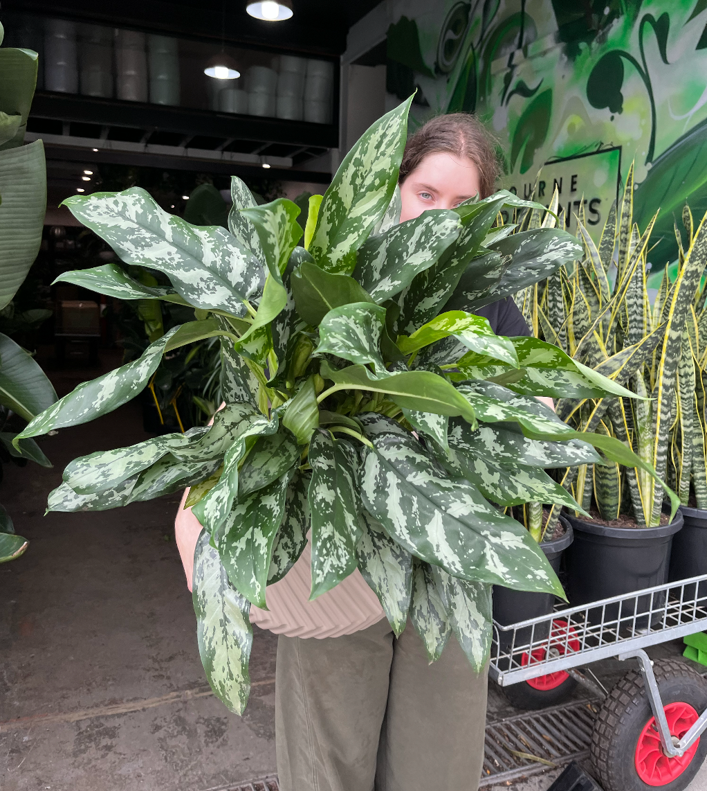 Aglaonema 'Emerald Beauty' | Melbourne Indoor Plants