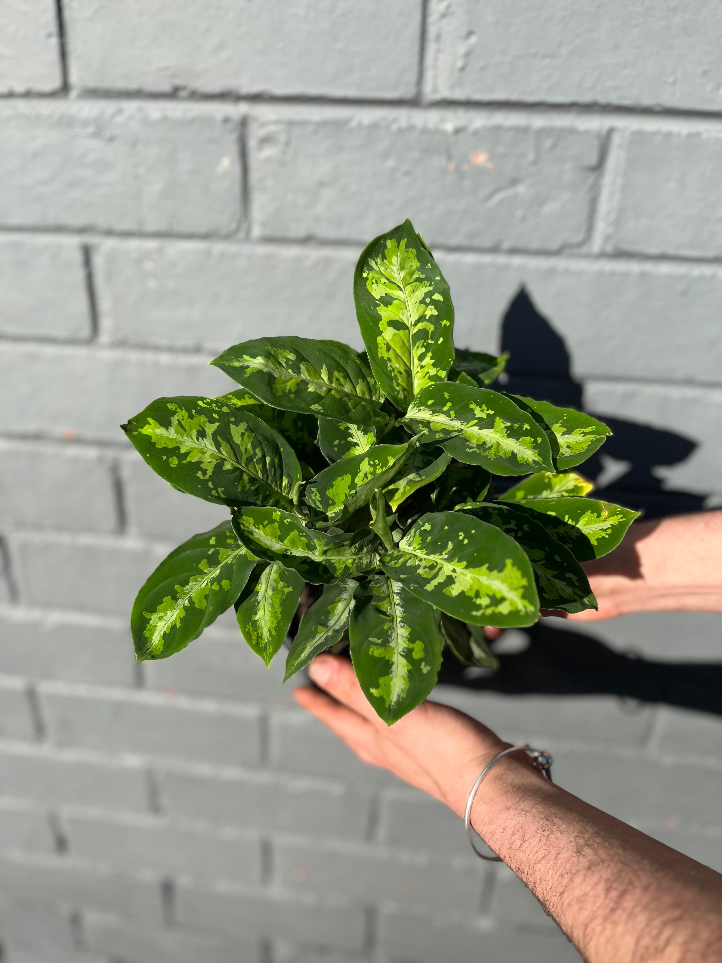 Aglaonema 'Pictum Tricolor' | Melbourne Indoor Plants