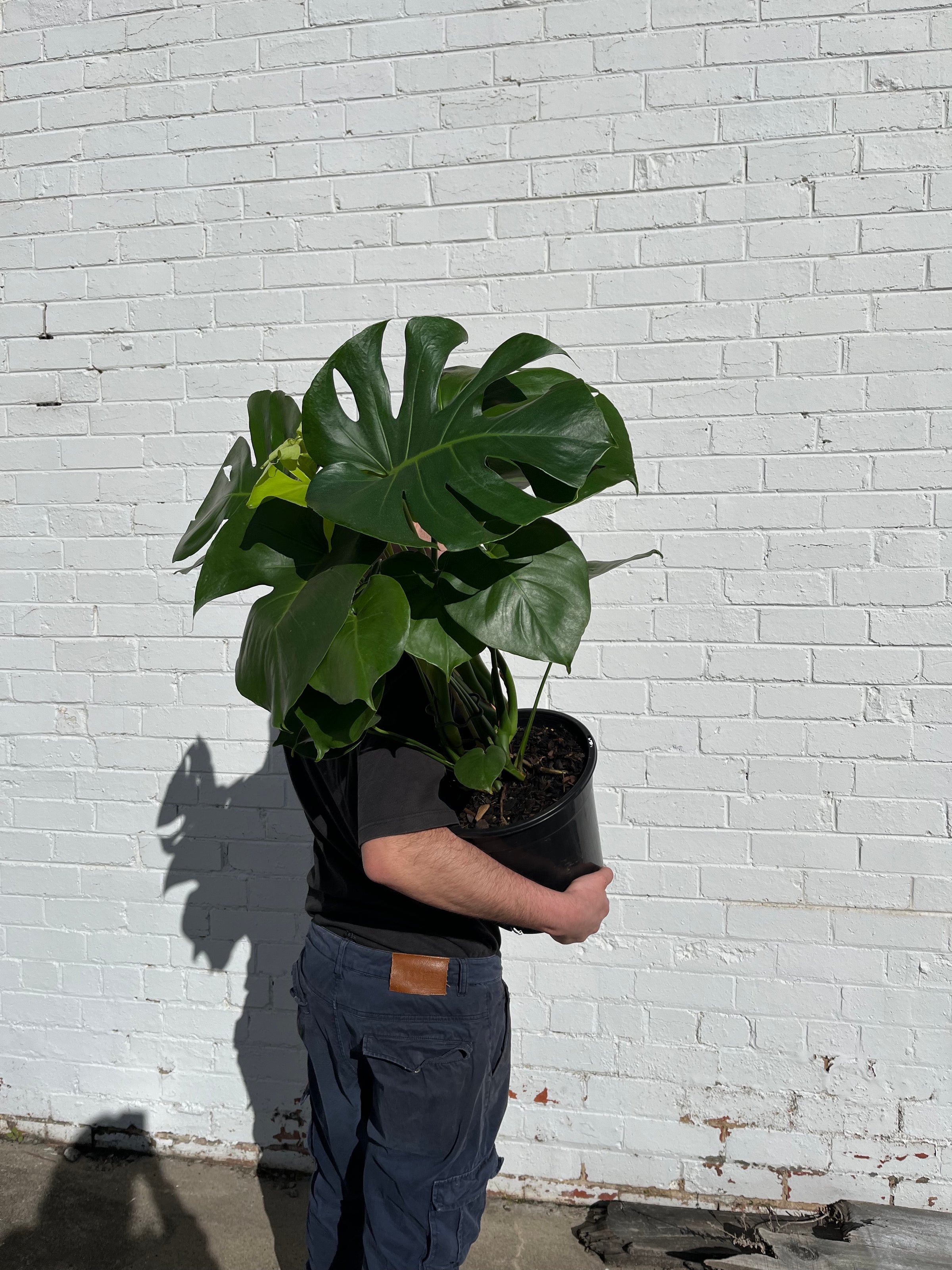 Monstera Deliciosa | Melbourne Indoor Plants