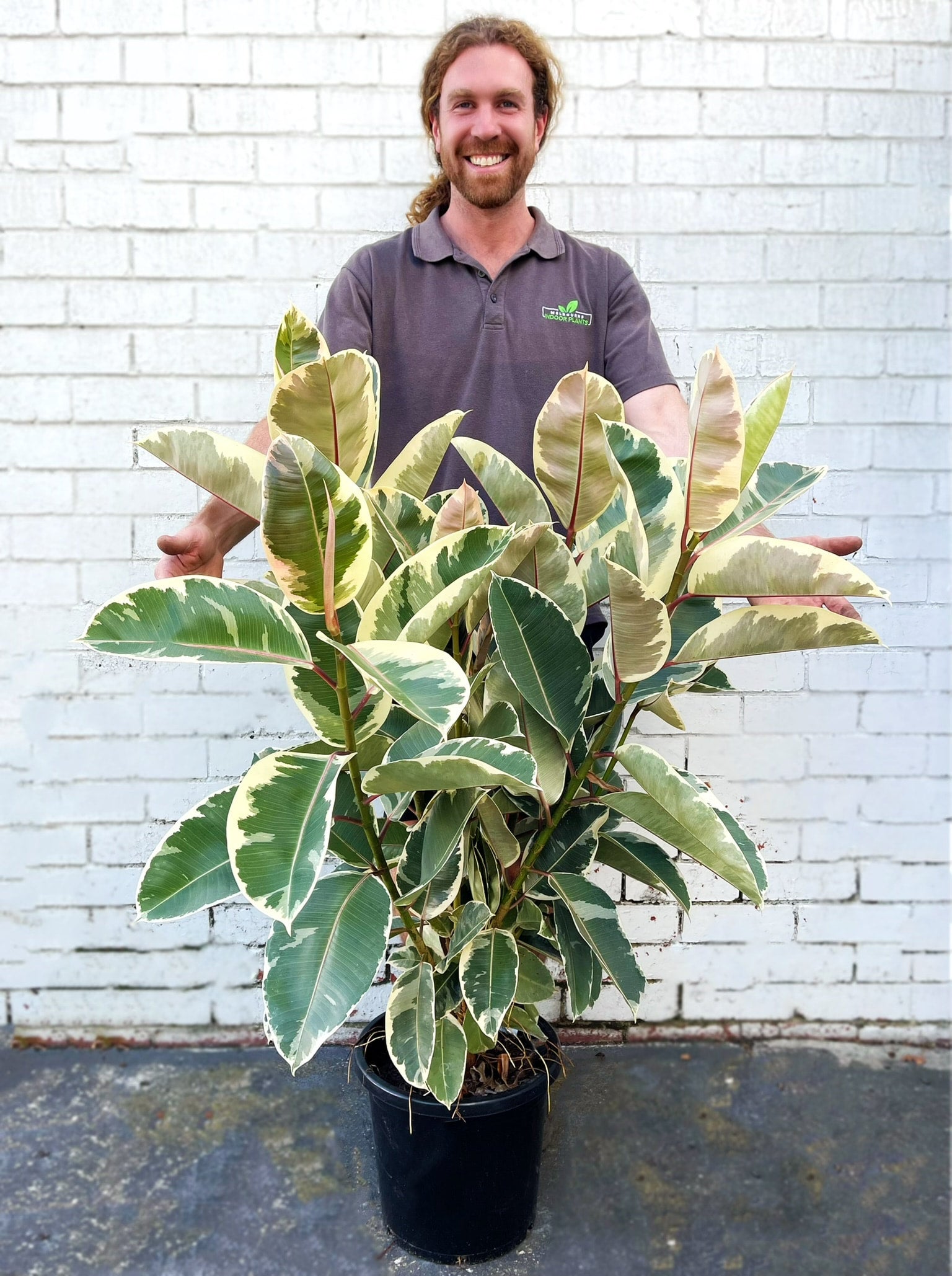 Rubber Plant 'Tineke' | Melbourne Indoor Plants