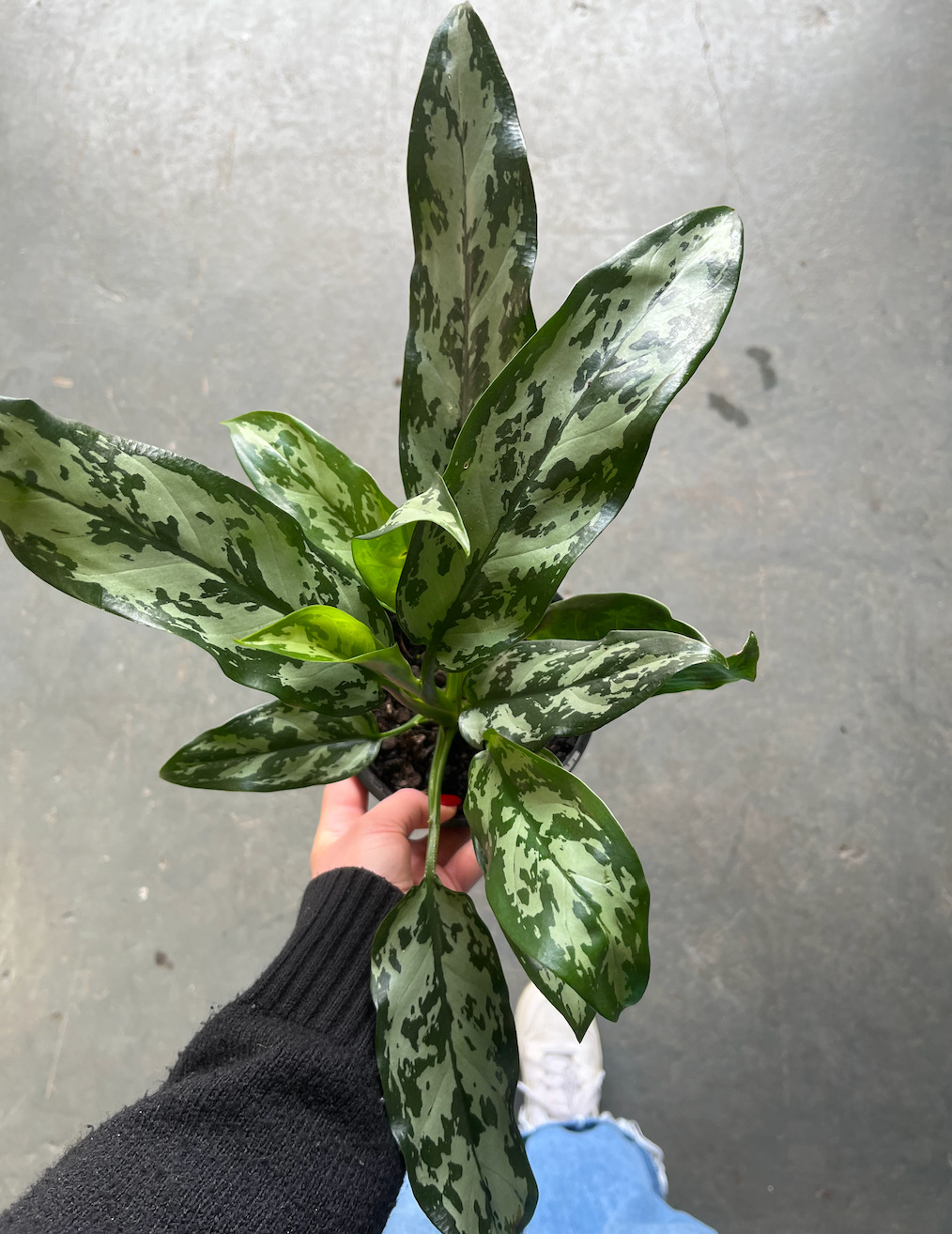 hanging plant baskets indoor H Potter Hanging Planter