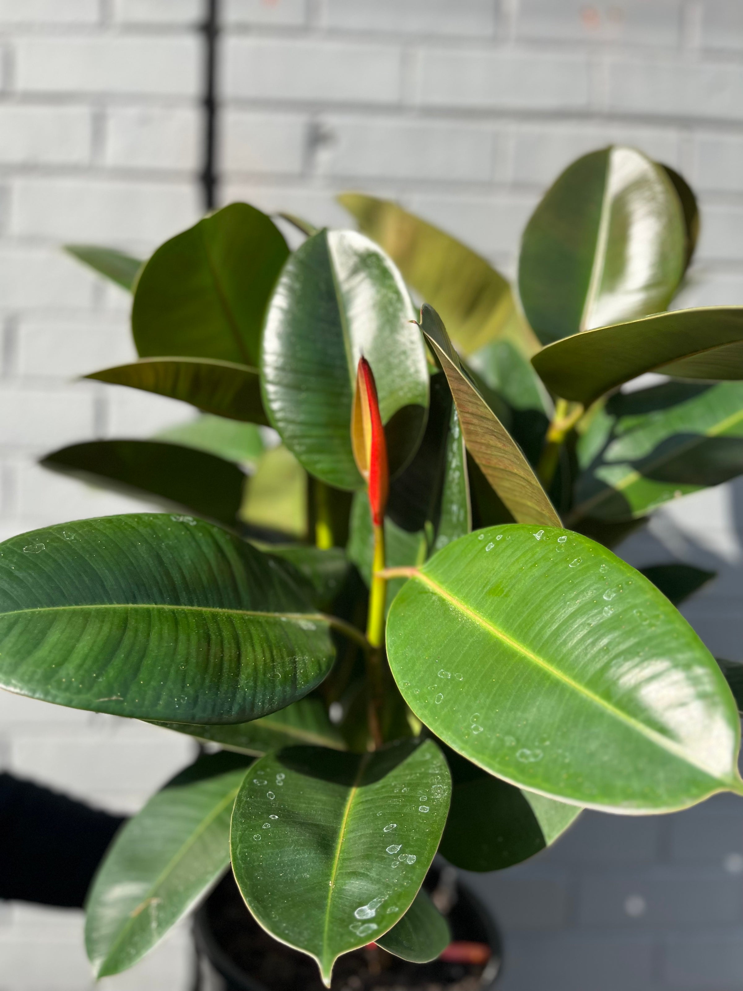 Rubber Plant 'Robusta' | Melbourne Indoor Plants