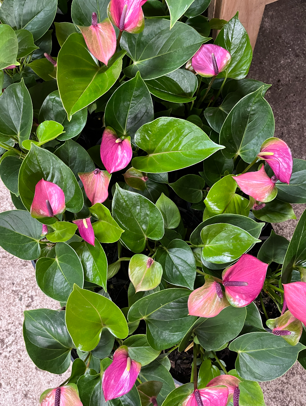 Anthurium Baby Purple | Melbourne Indoor Plants