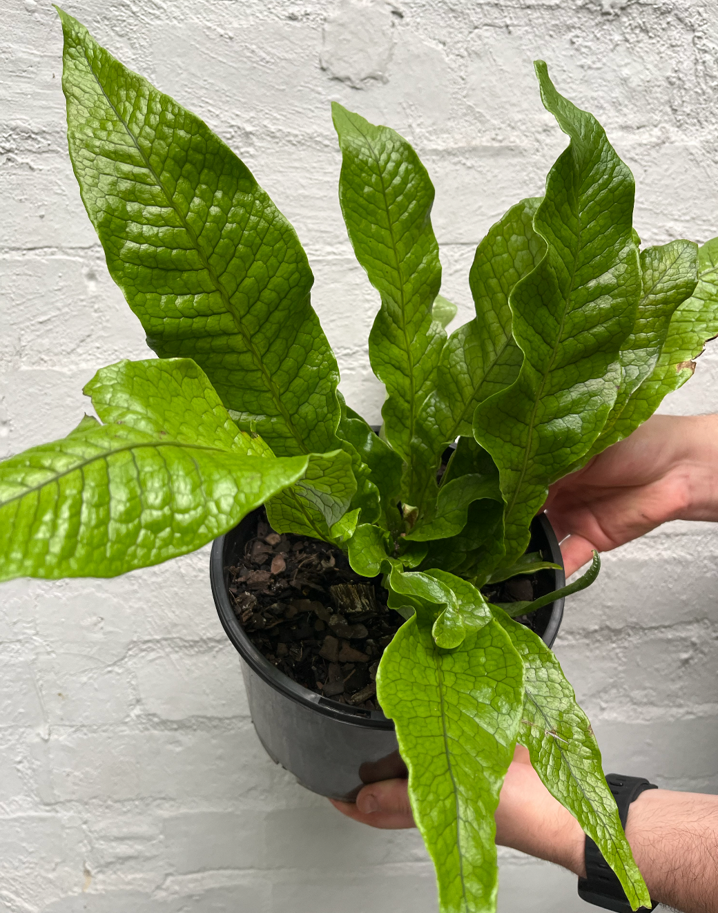 Crocodile Fern | Melbourne Indoor Plants
