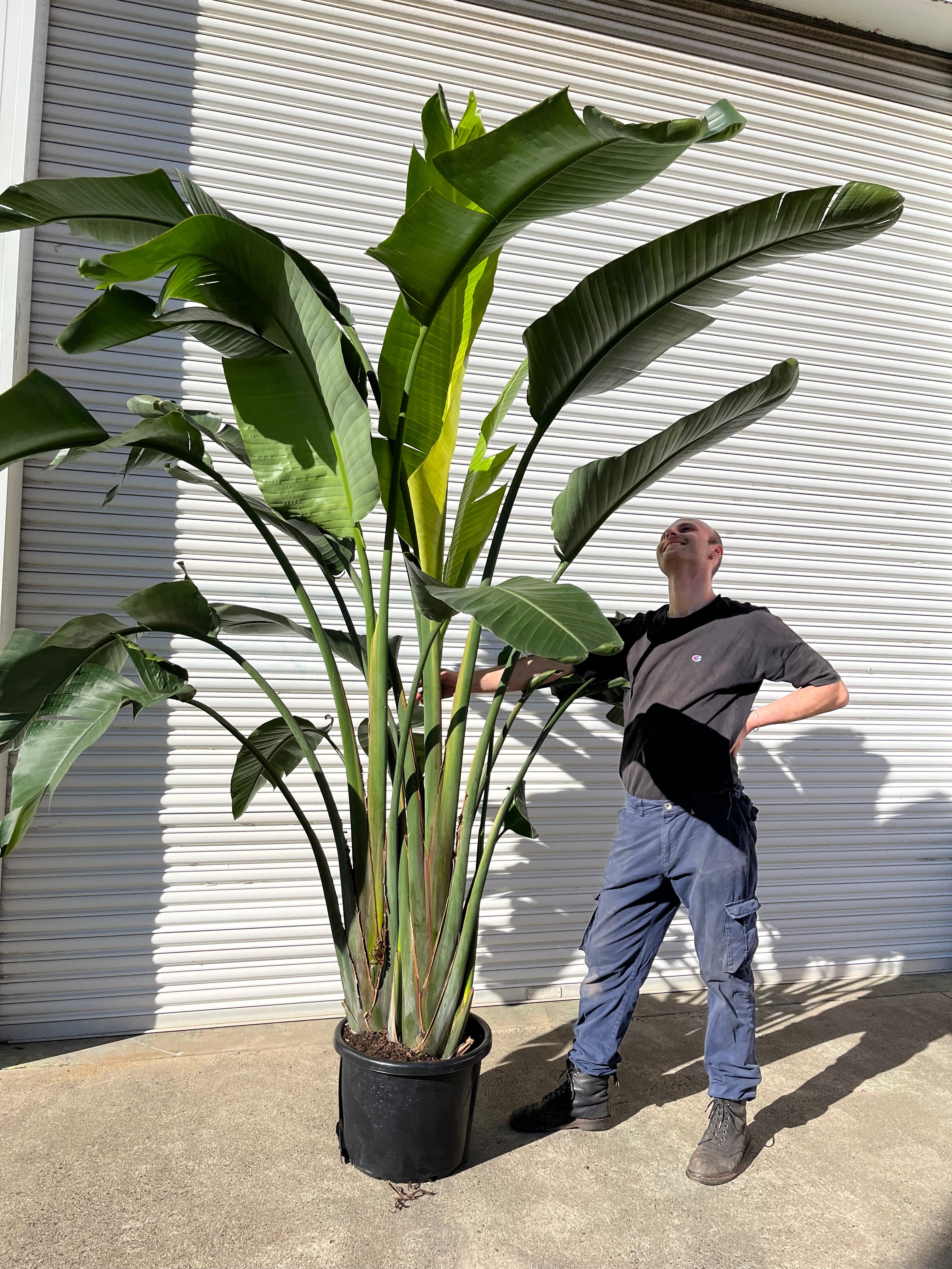 Bird of Paradise Plant Melbourne | Melbourne Indoor Plants
