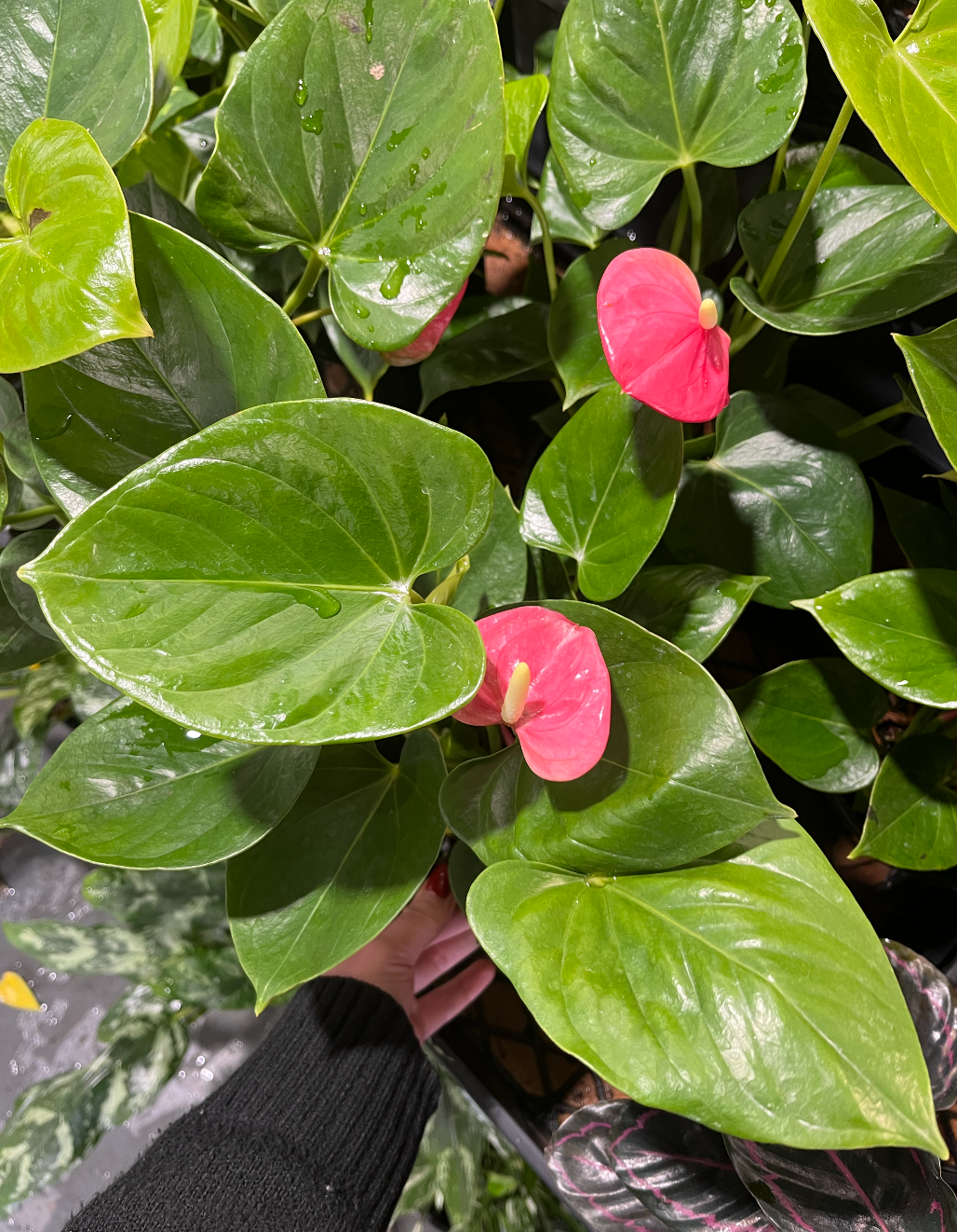 Anthurium Arisa | Melbourne Indoor Plants