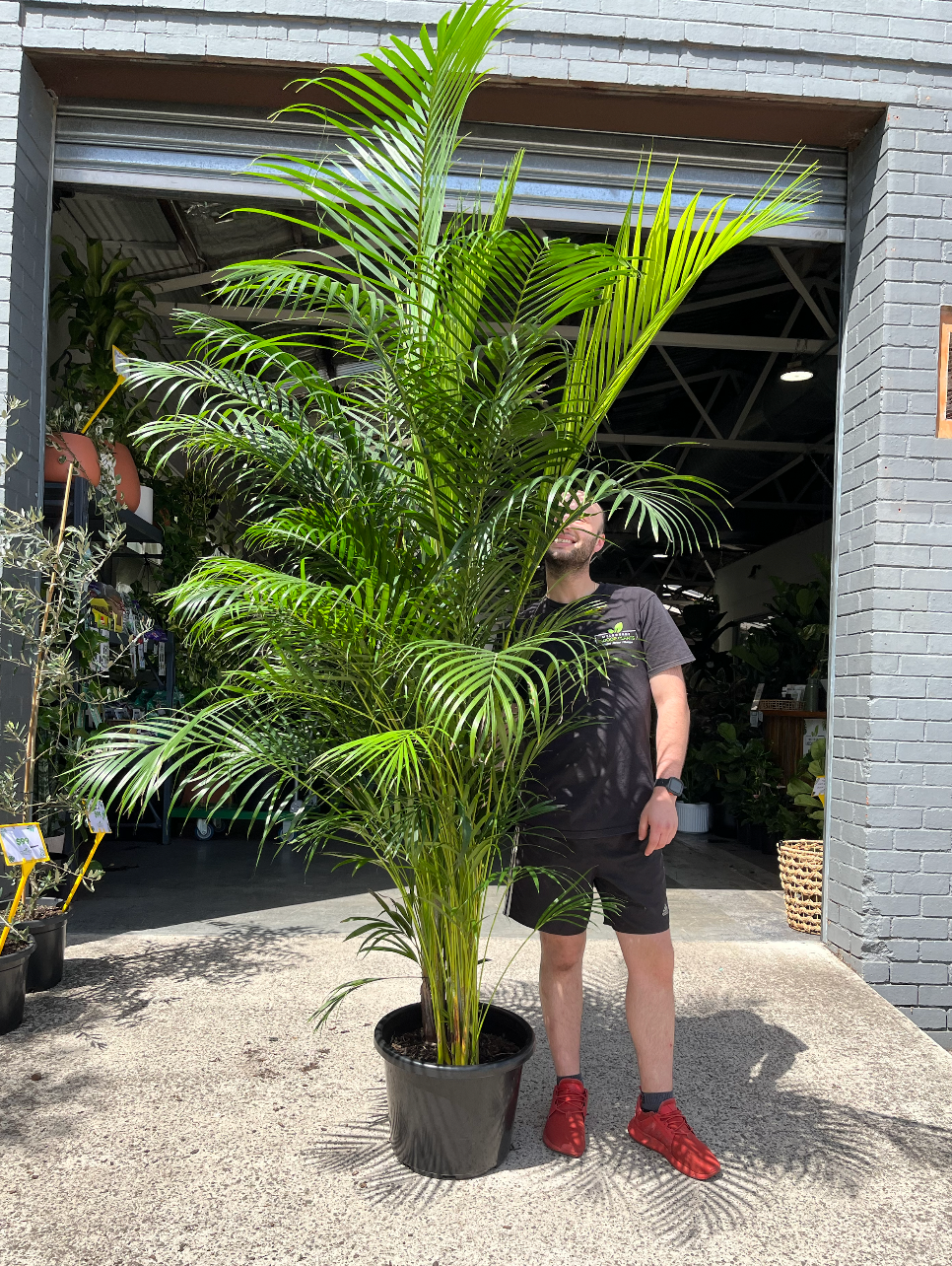 Golden Cane Palm | Melbourne Indoor Plants
