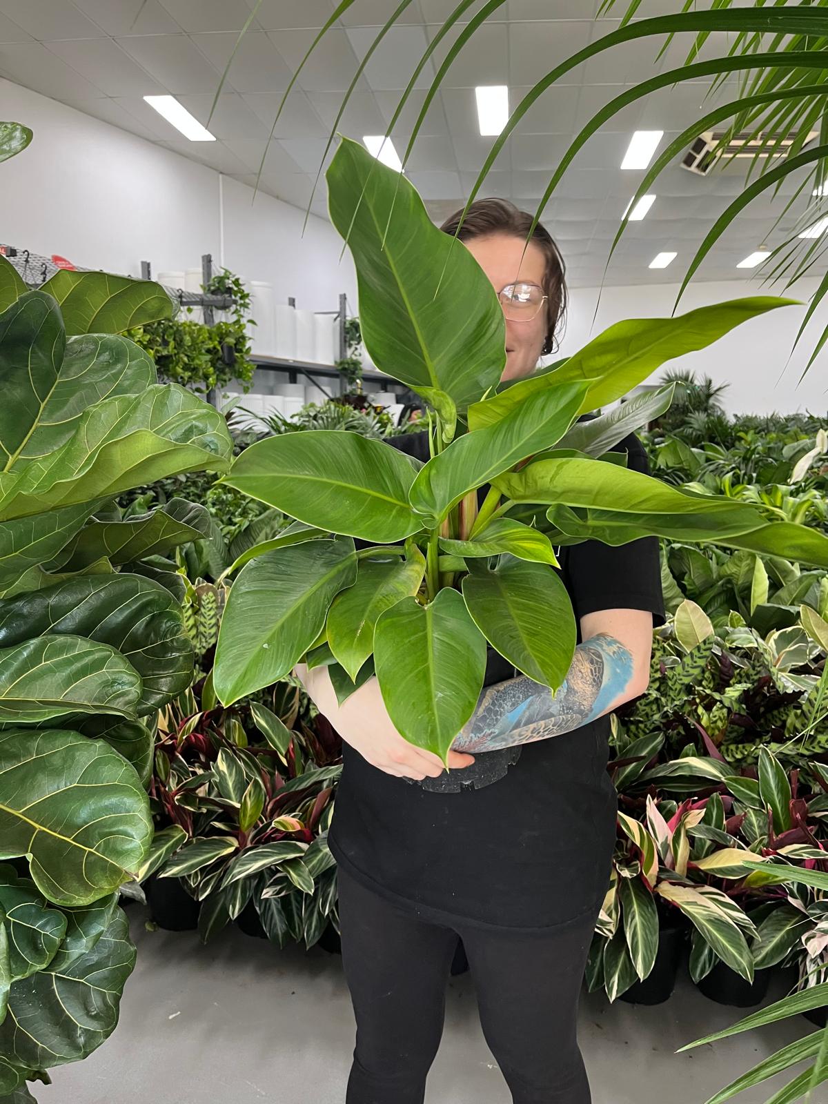 Philodendron Imperial Green | Melbourne Indoor Plants