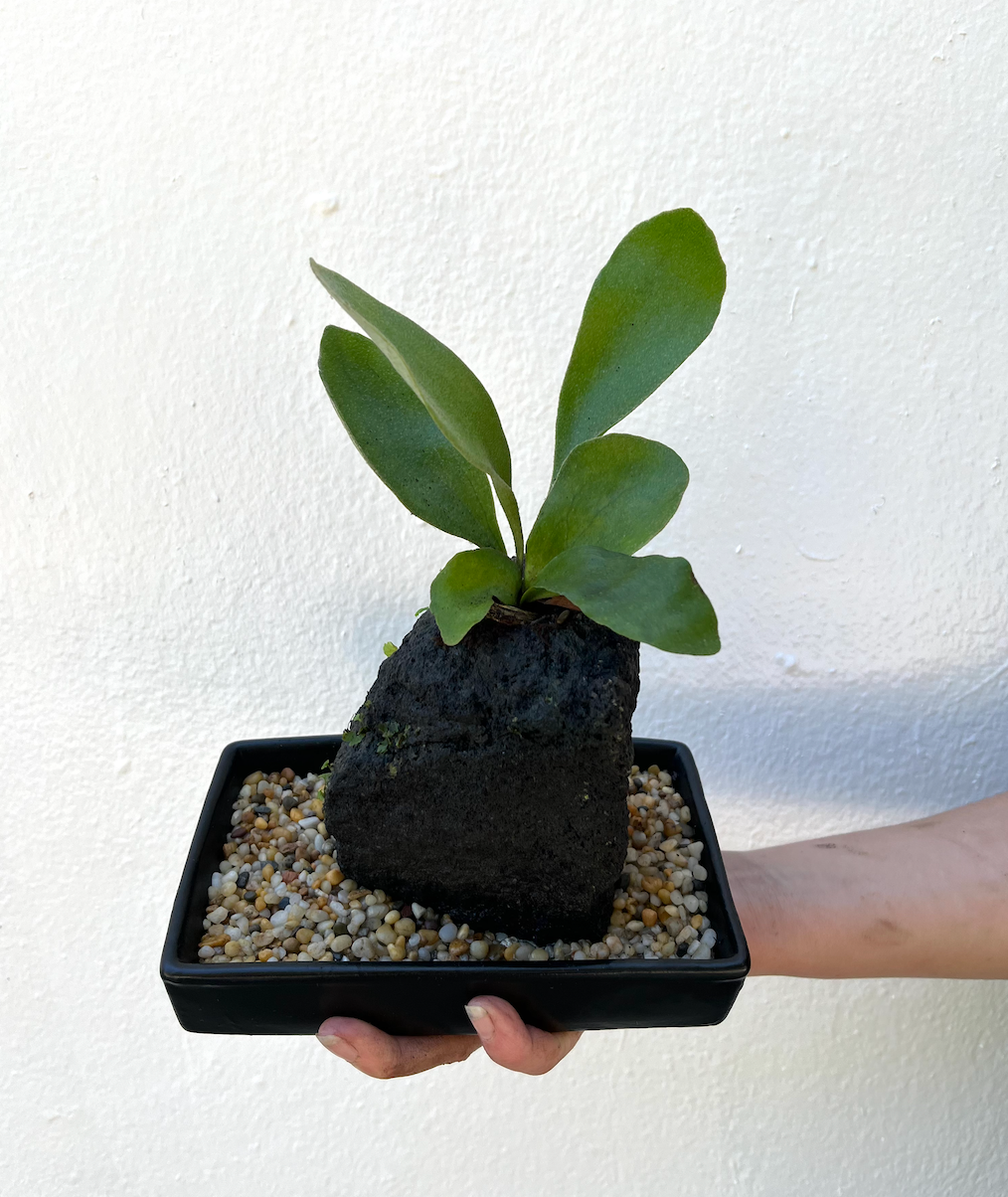 Life on the Rocks | Melbourne Indoor Plants