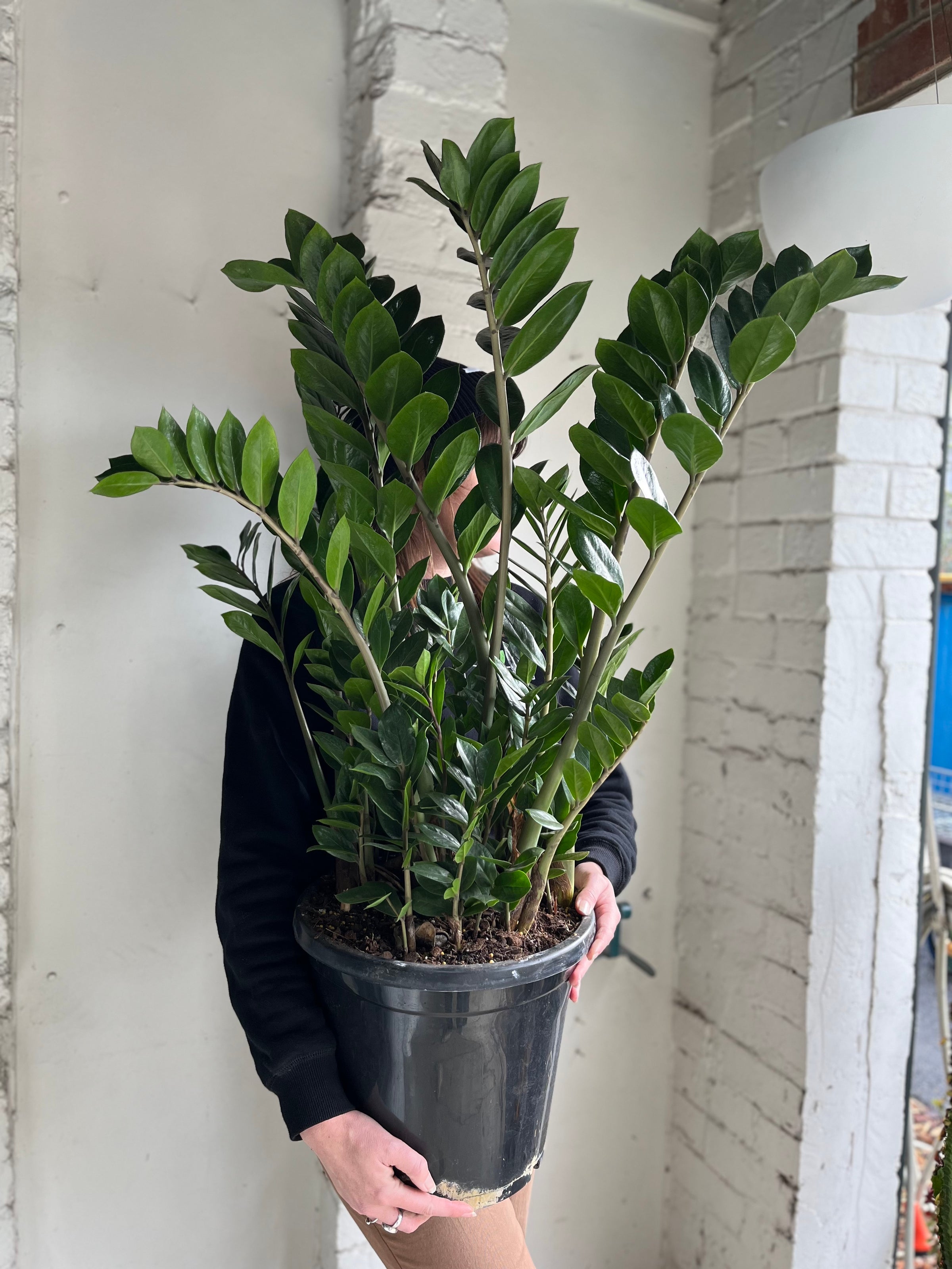 Zanzibar Gem | Melbourne Indoor Plants