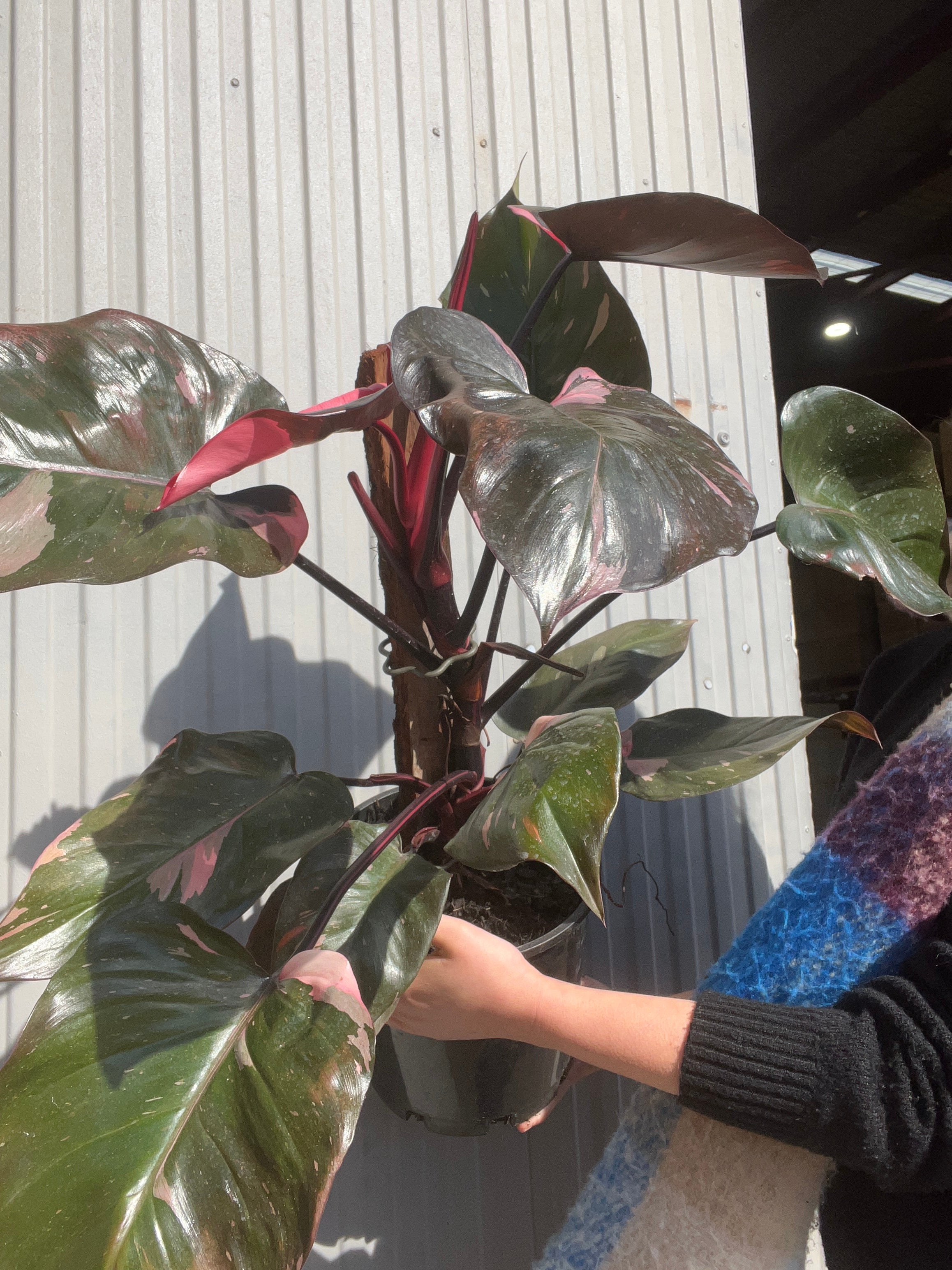 Philodendron Pink princess King marble / フィロデンドロン ピンク