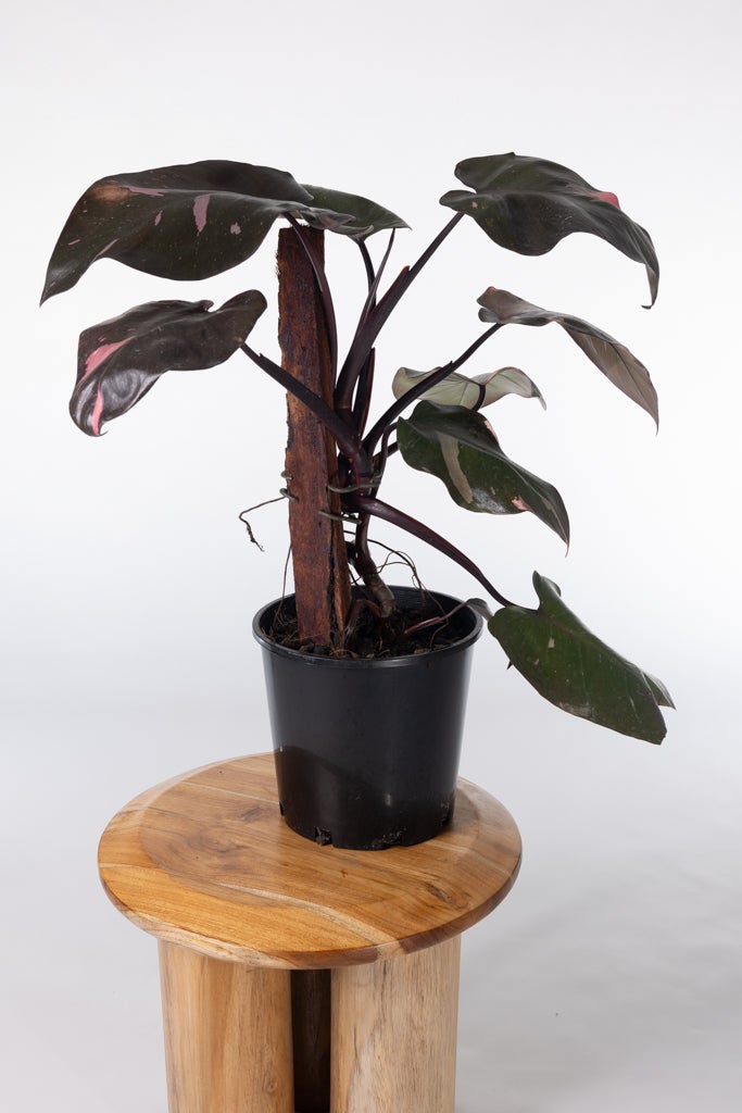Philodendron Pink Princess | Melbourne Indoor Plants
