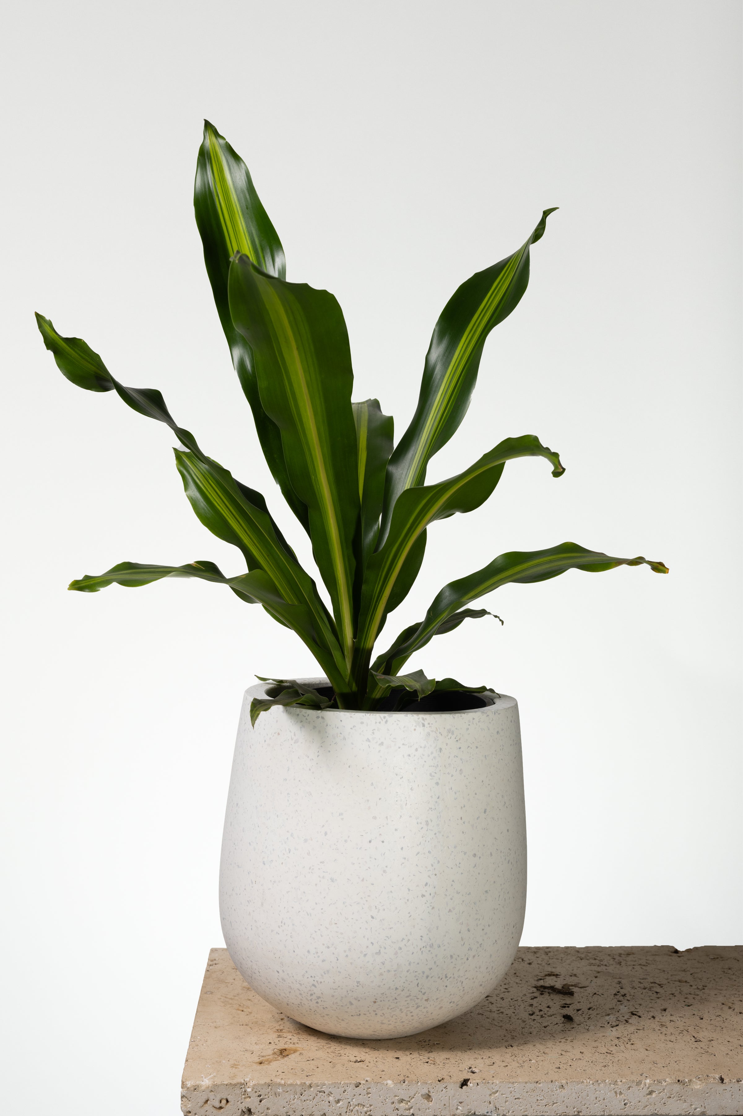 cost of jade plant Jade Tree: Crassula Ovata - 17