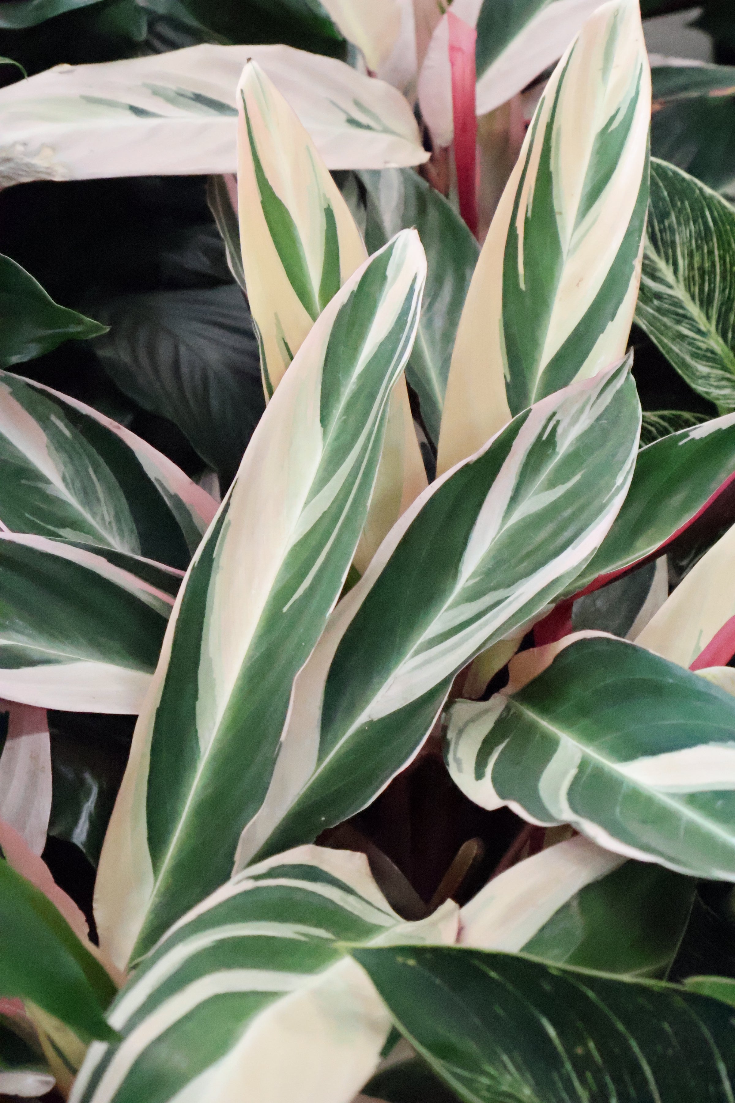 Stromanthe Tricolour | Melbourne Indoor Plants