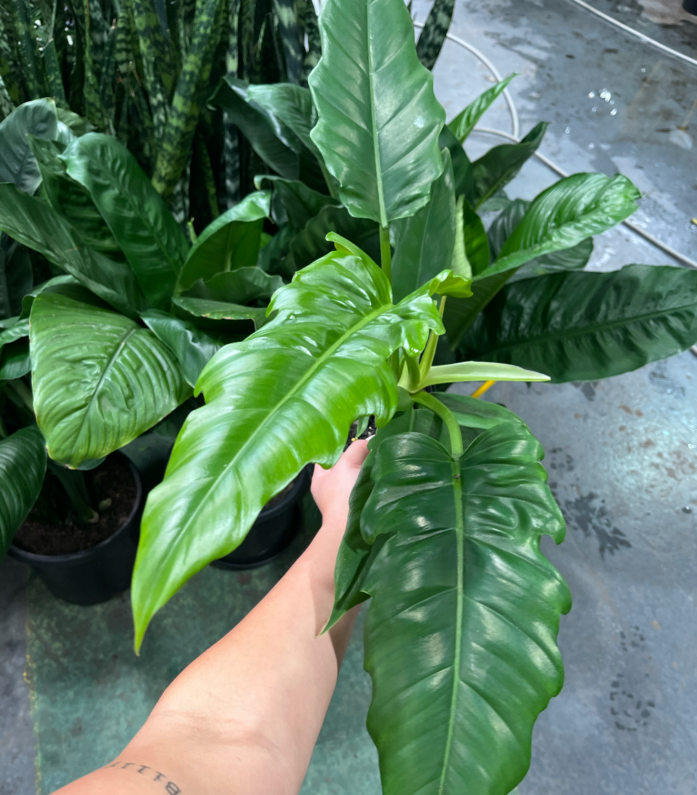 red naomi rose plants Red Naomi Rose Seedlings Flower Seeds Perennial Growing Bonsai Corms Tubers  Potted Planting Reblooming Fragrant Garden Roots Rhizomes Species Blooms  Plant Bulbs Gardening Tree