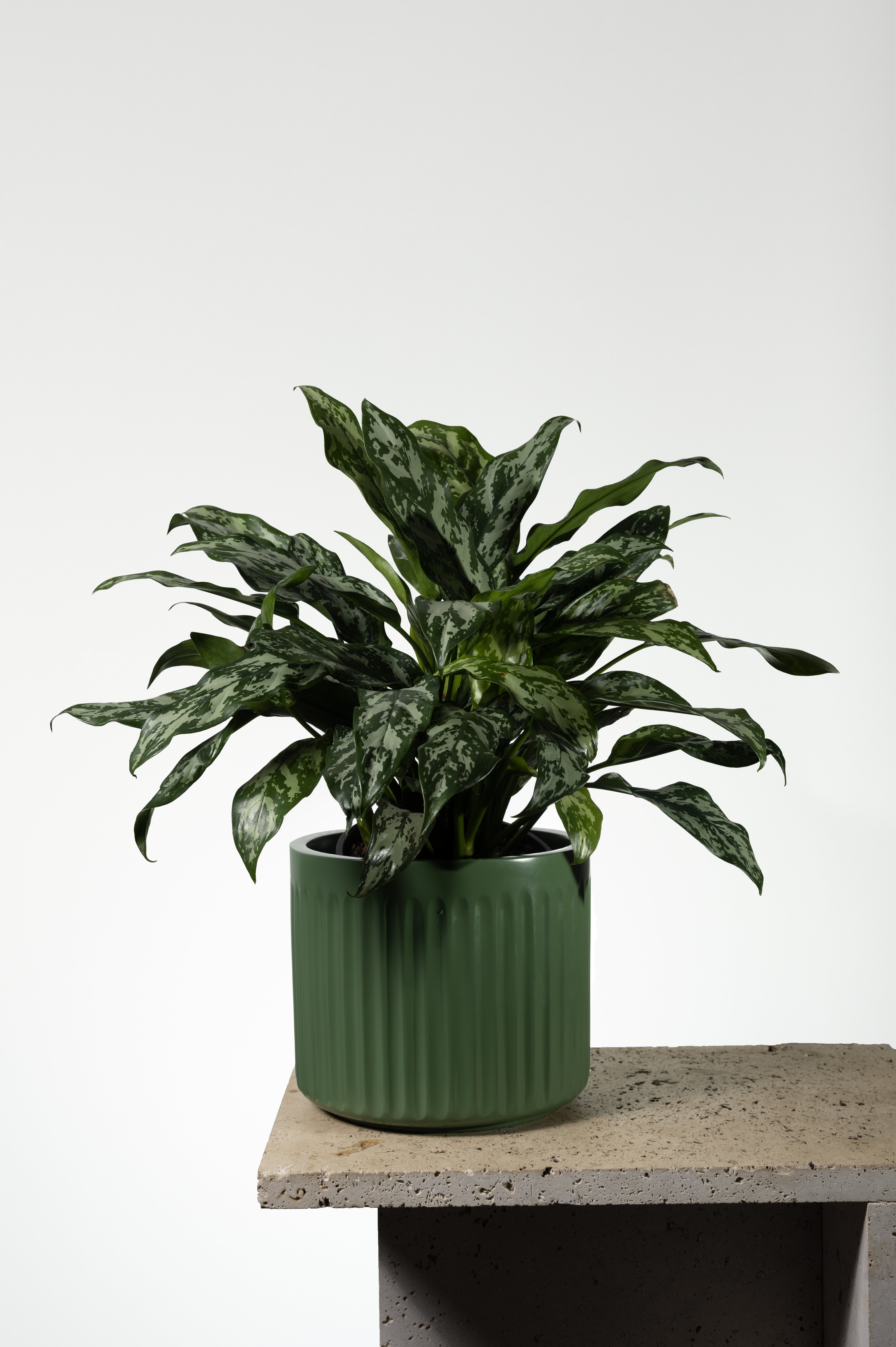 Aglaonema 'Emerald Beauty' | Melbourne Indoor Plants
