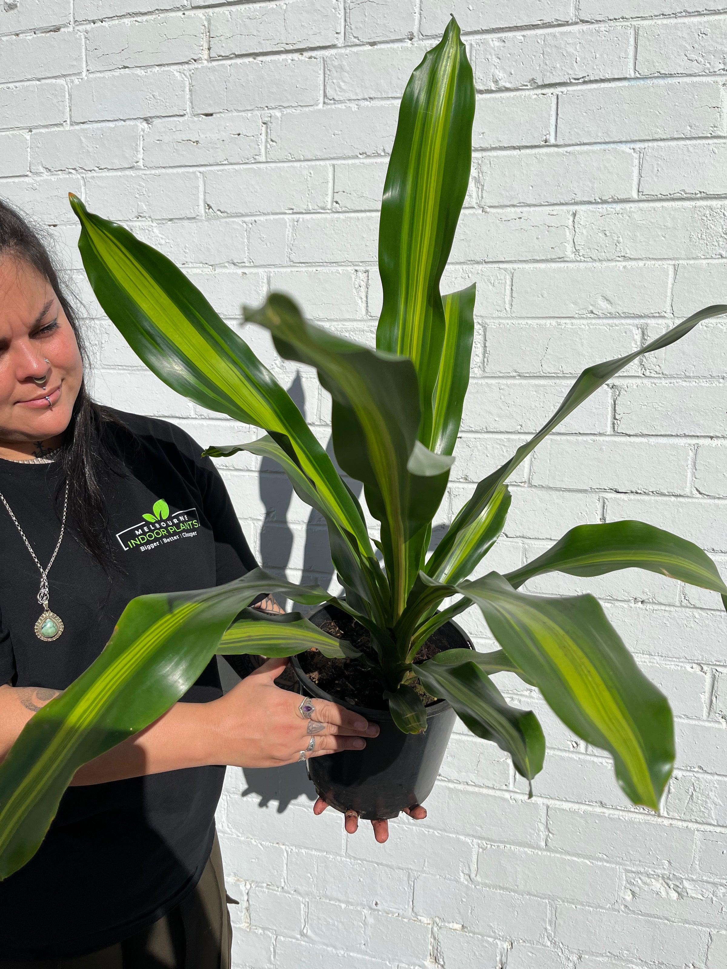 rubber plants indoor Twisted Stem Ficus Elastica (Rubber Plant) | Happy Houseplants main image 1