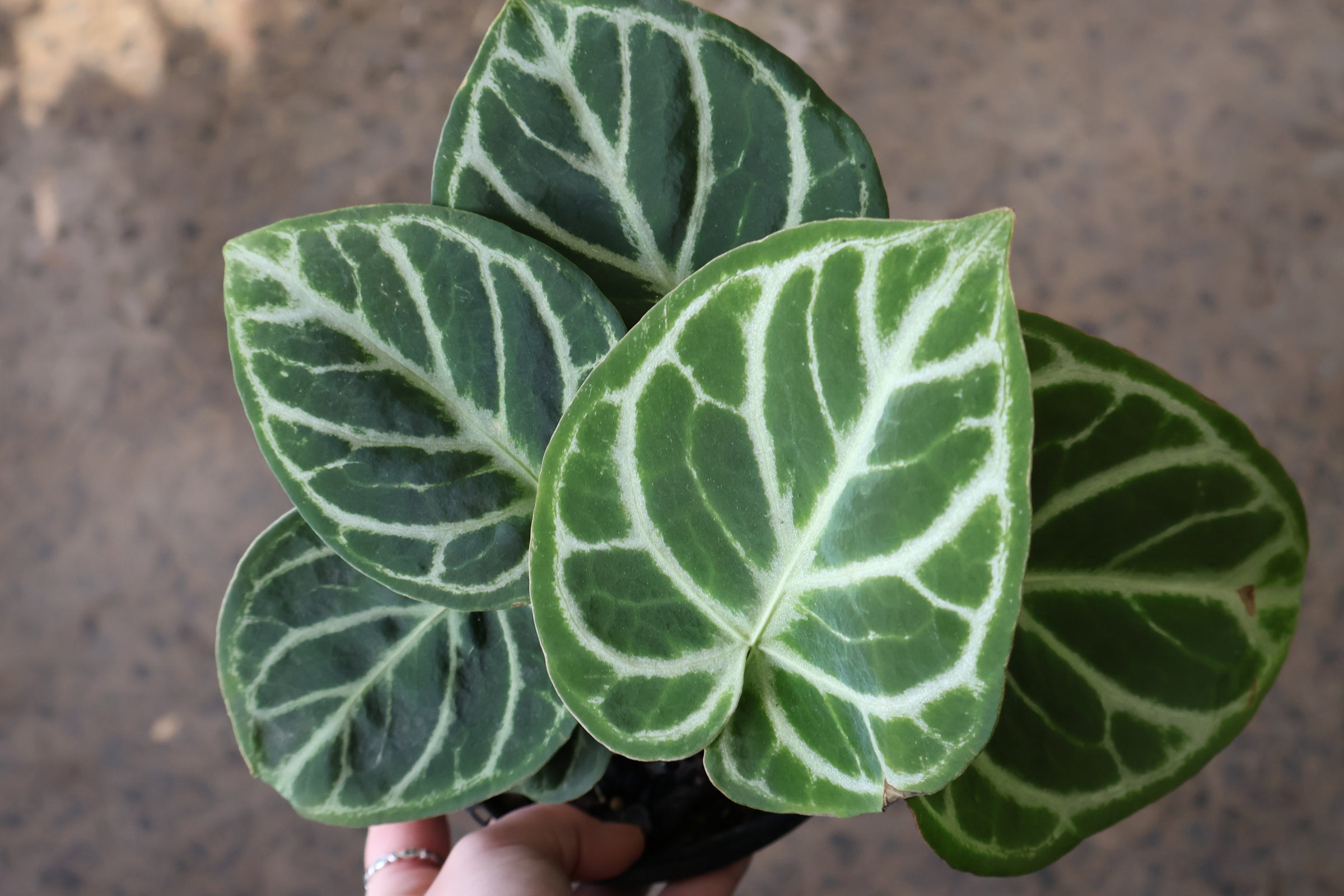 Anthurium Dorayaki | Melbourne Indoor Plants
