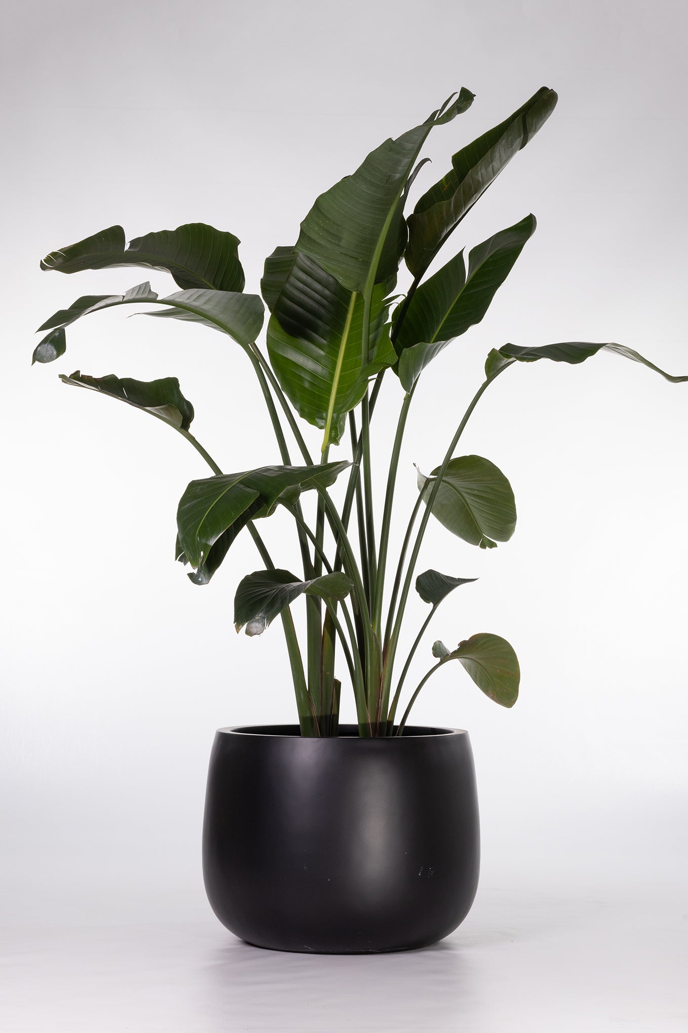 Bird of Paradise Plant Melbourne | Melbourne Indoor Plants