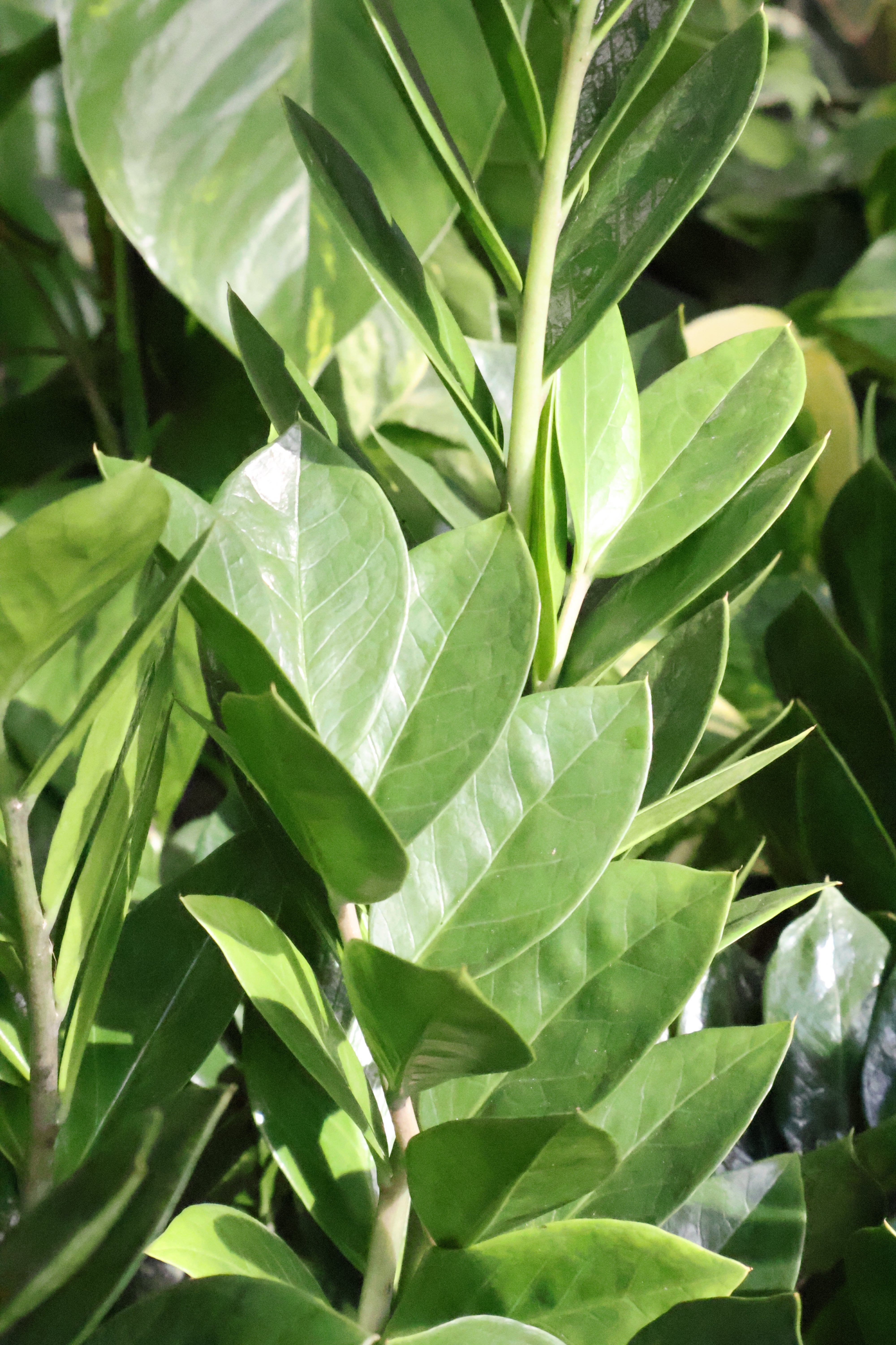 Zanzibar Gem | Melbourne Indoor Plants