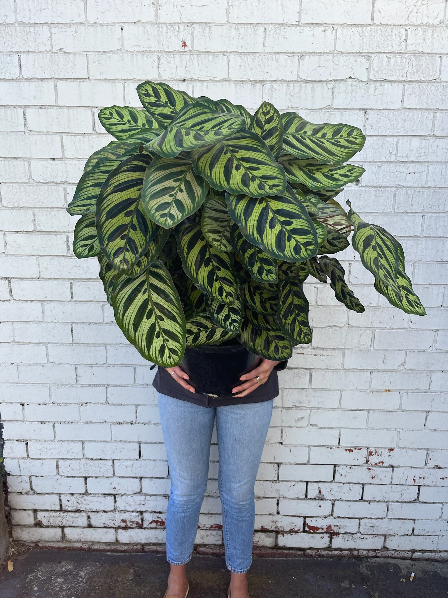 Calathea Makoyana (Peacock Plant) | Melbourne Indoor Plants